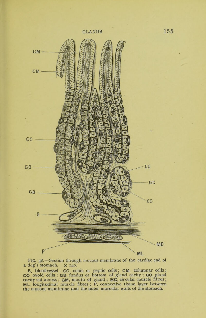 Fig. 38.—Section through mucous membrane of the cardiac end of a dog’s stomach, x 140. B, bloodvessel; CC. cubic or peptic cells; CM, columnar cells; CO ovoid cells ; GB, fundus or bottom of gland cavity ; GC, gland cavity cut across ; GM, mouth of gland ; MC, circular muscle fibres; ML. longitudinal muscle fibres ; P, connective tissue layer between the mucous membrane and the outer muscular walls of the stomach.