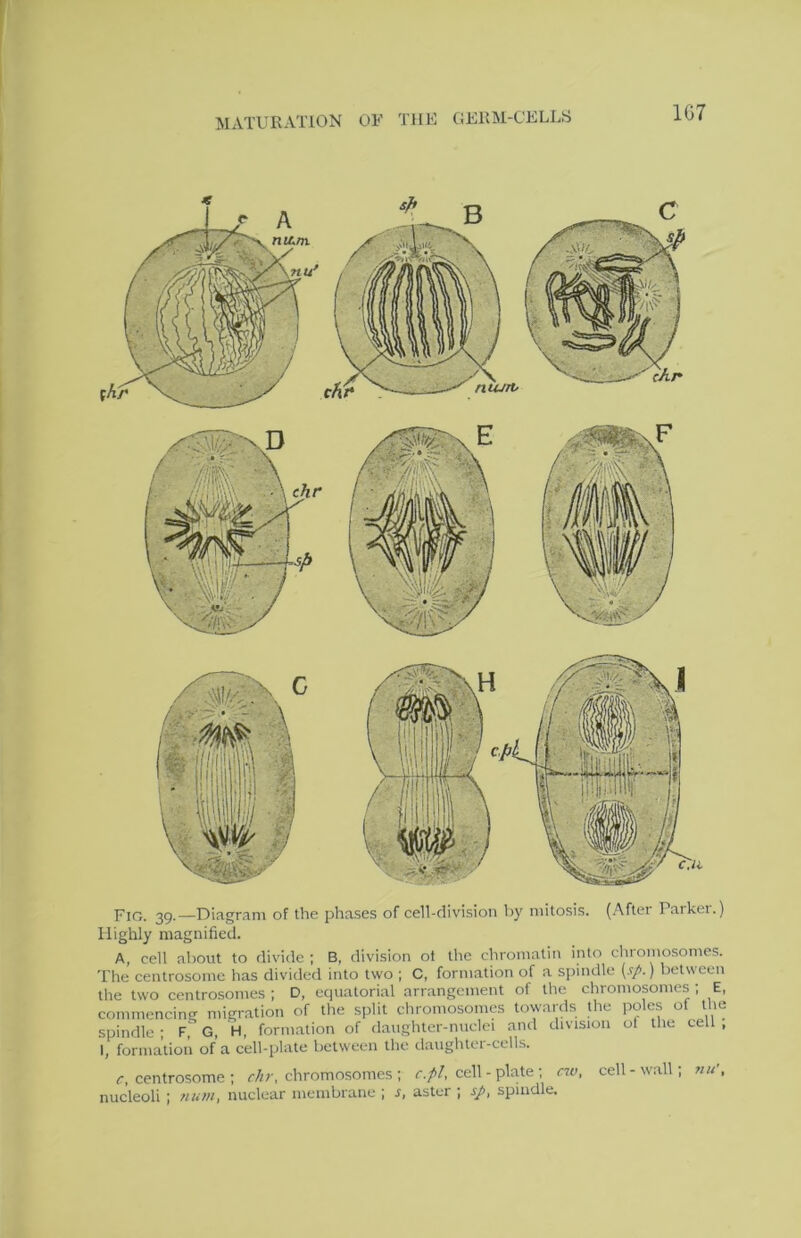 MATURATION OF THE (iERM-CELLS 1G7 *. -- -C>* Highly magnified. A, cell about to divide ; B, division ot the chromatin into chromosomes. The centrosome has divided into two ; C, formation of a spindle [sp.) between the two centrosomes : D, equatorial arrangement of the chromopmes ; E, commencing migration of the split chromosomes towards the poles of the spindle ; F,' G, H, formation of daughter-nuclei and division ol the cell , I, formation of a cell-plate between the daughter-cells. c, centrosome nucleoli ; num, ; chromosomes : r.//, cell - plate ; no, nuclear membrane | s, aster ; sp, spindle. cell - wall; 71 u',