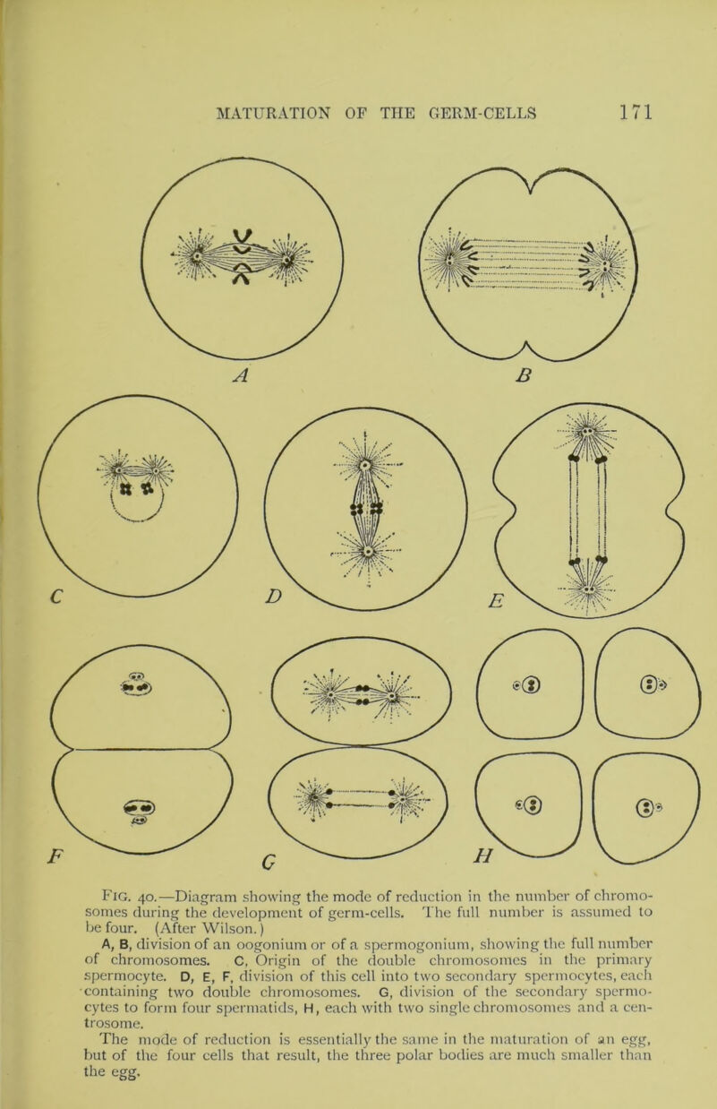 Fig. 40.—Diagram showing the mode of reduction in the number of chromo- somes during the development of germ-cells. The full number is assumed to be four. (After Wilson.) A, B, division of an oogonium or of a spermogonium, showing the full number of chromosomes. C, Origin of the double chromosomes in the primary spermocyte. D, E, F, division of tliis cell into two secondary spermocytes, each •containing two double chromosomes. G, division of the secondary spermo- cytes to form four spermatids, H, each with two single chromosomes and a cen- trosome. The mode of reduction is essentially the same in the maturation of an egg, but of the four cells that result, the three polar bodies are much smaller than the egg.