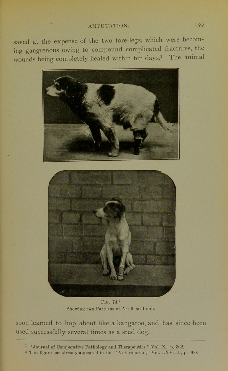 saved at the expense of the two fore-legs, which were becom- ing gangrenous owing to compound complicated fiactures, the wounds being completely healed within ten days.1 The animal soon learned to hop about like a kangaroo, and has since been used successfully several times as a stud dog. Fig. 74.- Showing two Patterns of Artificial Limb. 1 “Journal of Comparative Pathology and Therapeutics,” Yol. X., p. 302. - This figure has already appeared in the “ Veterinarian,” Vol. LXVIII., p. 400.