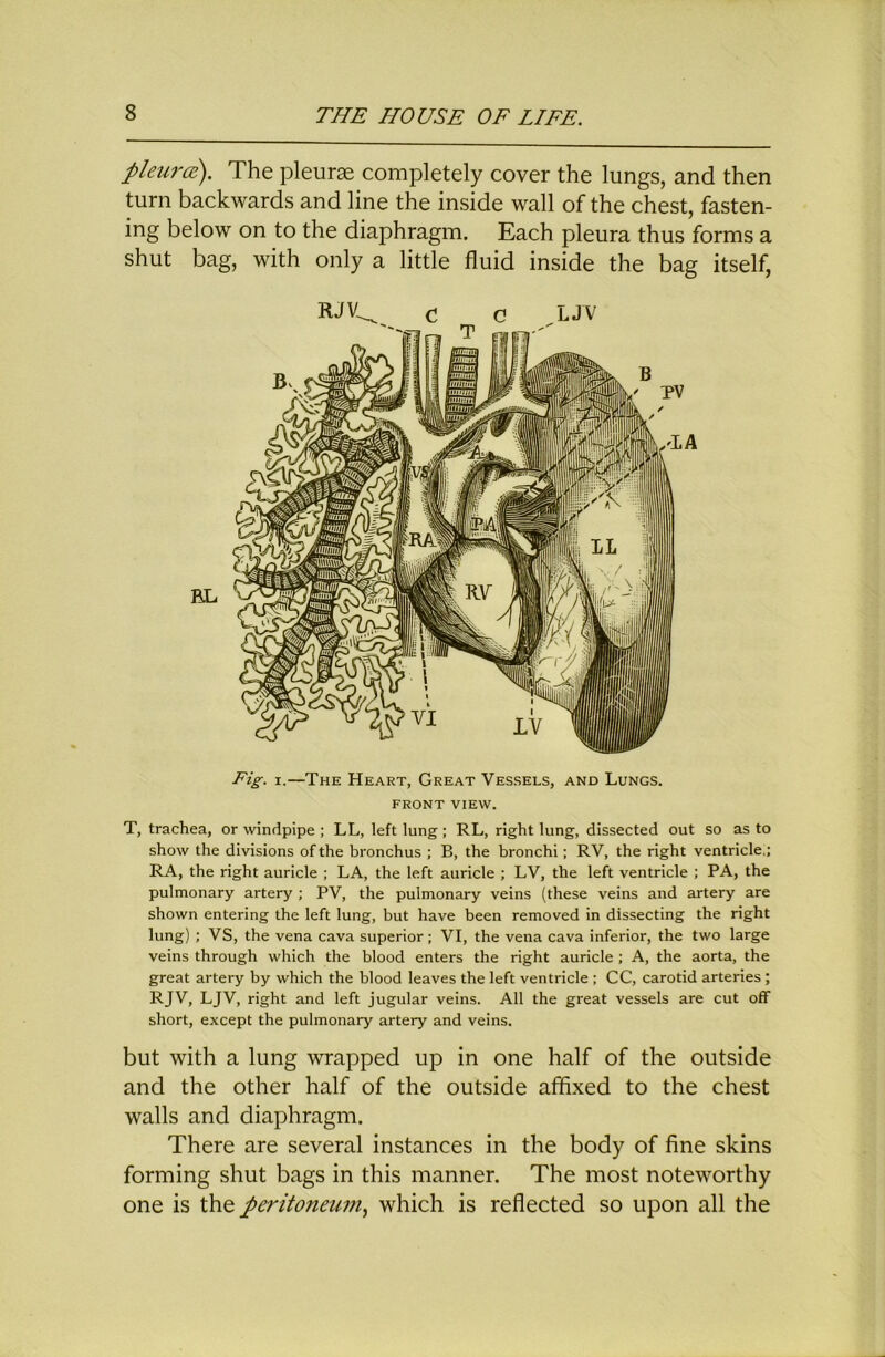 pleurd). The pleurae completely cover the lungs, and then turn backwards and line the inside wall of the chest, fasten- ing below on to the diaphragm. Each pleura thus forms a shut bag, with only a little fluid inside the bag itself, C ^ c >JV EL Fig. I.—The Heart, Great Vessels, and Lungs. FRONT VIEW. T, trachea, or windpipe ; LL, left lung; RL, right lung, dissected out so as to show the divisions of the bronchus ; B, the bronchi; RV, the right ventricle.; RA, the right auricle ; LA, the left auricle ; LV, the left ventricle ; PA, the pulmonary artery ; PV, the pulmonary veins (these veins and artery are shown entering the left lung, but have been removed in dissecting the right lung) ; VS, the vena cava superior; VI, the vena cava inferior, the two large veins through which the blood enters the right auricle ; A, the aorta, the great artery by which the blood leaves the left ventricle ; CC, carotid arteries; RJV, LJV, right and left jugular veins. All the great vessels are cut off short, except the pulmonary artery and veins. but with a lung wrapped up in one half of the outside and the other half of the outside affixed to the chest walls and diaphragm. There are several instances in the body of fine skins forming shut bags in this manner. The most noteworthy one is the peritoneum.^ which is reflected so upon all the