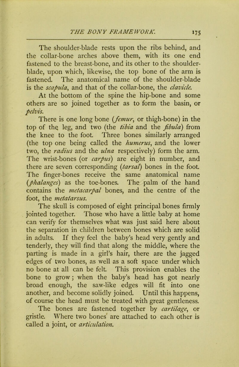 The shoulder-blade rests upon the ribs behind, and the collar-bone arches above them, with its one end fastened to the breast-bone, and its other to the shoulder- blade, upon which, likewise, the top bone of the arm is fastened. The anatomical name of the shoulder-blade is the scapula., and that of the collar-bone, the clavicle. At the bottom of the spine the hip-bone and some others are so joined together as to form the basin, or pelvis. There is one long bone {femur., or thigh-bone) in the top of thq leg, and two (the tibia and the fibula) from the knee to the foot. Three bones similarly arranged (the top one being called the humerus, and the lower two, the radius and the ulna respectively) form the arm. The wrist-bones (or carpus) are eight in number, and there are seven corresponding (tarsal) bones in the foot. The finger-bones receive the same anatomical name (^phalanges) as the toe-bones. The palm of the hand contains the metacarpal bones, and the centre of the foot, the metatai'sus. The skull is composed of eight principal bones firmly jointed together. Those who have a little baby at home can verify for themselves what was just said here about the separation in children between bones which are solid in adults. If they feel the baby’s head very gently and tenderly, they will find that along the middle, where the parting is made in a girl’s hair, there are the jagged edges of two bones, as well as a soft space under which no bone at all can be felt. This provision enables the bone to grow; when the baby’s head has got nearly broad enough, the saw-like edges will fit into one another, and become solidly joined. Until this happens, of course the head must be treated with great gentleness. The bones are fastened together by caidilage, or gristle. Where two bones are attached to each other is called a joint, or articulation.