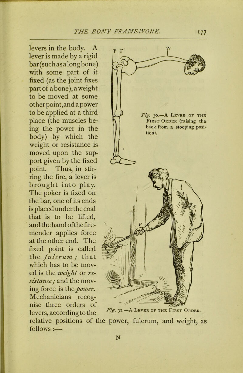 levers in the body. A lever is made by a rigid bar (such as a long bone) with some part of it fixed (as the joint fixes part of abone),aweight to be moved at some other point,and a power to be applied at a third place (the muscles be- ing the power in the body) by which the weight or resistance is moved upon the sup- port given by the fixed point. Thus, in stir- ring the fire, a lever is brought into play. The poker is fixed on the bar, one of its ends is placed under the coal that is to be lifted, and the hand of the fire- mender applies force at the other end. The fixed point is called the fulcrum; that which has to be mov- ed is the weight or re- sistance; and the mov- ing force is the power. Mechanicians recog- nise three orders of levers, according to the relative positions of the power, fulcrum, and weight, as follows :— N