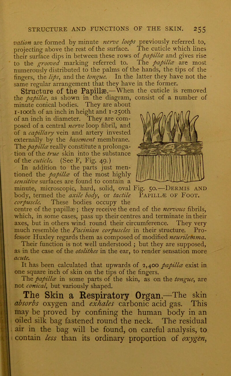 vation are formed by minute nerve loops previously referred to, projecting above the rest of the surface. The cuticle which lines their surface dips in between these rows of papillce and gives rise to the grooroed marking referred to. The papillce are most numerously distributed to the palms of the hands, the tips of the fingers, the lips, and the tongue. In the latter they have not the same regular arrangement that they have in the former. Structure of the Papillae.—When the cuticle is removed the papillce, as shown in the diagram, consist of a number of minute conical bodies. They are about I-tooth of an inch in height and I-250th of an inch in diameter. They are com- posed of a central nerve loop fibril, and of a capillary vein and artery invested externally by the basement membrane. The papillce really constitute a prolonga- tion of the true skin into the substance of the cuticle. (See F, Fig. 49.) In addition to the parts just men- tioned the papillcB of the most highly sensitive surfaces are found to contain a minute, microscopic, hard, solid, oval Fig. 50.—Dermis and body, termed the axile body, or tactile Papill.® OF Foot. corpuscle. These bodies occupy the centre of the papillae; they receive the end of the nervous fibrils, which, in some cases, pass up their centres and terminate in their axes, but in others wind round their circumference. They very much resemble the Pacinian corpuscles in their structure. Pro- fessor Huxley regards them as composed of modified 7ieurilefn7na. Their function is not well understood ; but they are supposed, as in the case of the otolithes in the ear, to render sensation more ac7ite. It has been calculated that upwards of 2,400 papillce exist in one square inch of skin on the tips of the fingers. The papillce in some parts of the skin, as on the t07igue, are not conical, but variously shaped. The Skin a Respiratory Organ.—The skin absorbs oxygen and exhales carbonic acid gas. This may be proved by confining the human body in an oiled silk bag fastened round the neck. The residual air in the bag will be found, on careful analysis, to contain less than its ordinary proportion of oxygen,