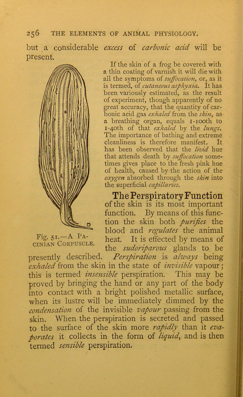 but a considerable excess of carbonic acid will be present. If the skin of a frog be covered with a thin coating of varnish it will die with all the symptoms of suffocaiion, or, as it is termed, of cutaneous asphyxia. It has been variously estimated, as the result of experiment, though apparently of no great accuracy, that the quantity of car- bonic acid gas exhaled from the skin, as a breathing organ, equals i-100th to I-40th of that exhaled by the lungs. The importance of bathing and extreme cleanliness is therefore manifest. It has been obseiwed that the livid hue that attends death by suffocation some- times gives place to the fresh pink hue of health, caused by the action of the oxygen absorbed through the ski^i into the superficial capillaries. The Perspiratory Function of the skin is its most important function. By means of this func- tion the skin both purifies the blood and regulates the animal heat. It is effected by means of the sudoriparous glands to, be presently described. Perspiration is always being exhaled from the skin in the state of invisible vapour; this is termed insensible perspiration. This may be proved by bringing the hand or any part of the body into contact with a bright polished metallic surface, when its lustre will be immediately dimmed by the condensation of the invisible vapour passing from the skin. When the perspiration is secreted and passed to the surface of the skin more rapidly than it eva- porates it collects in the form of liquid, and is then termed sensible perspiration. Fig- 51-—^ Fa- ciNiAN Corpuscle.