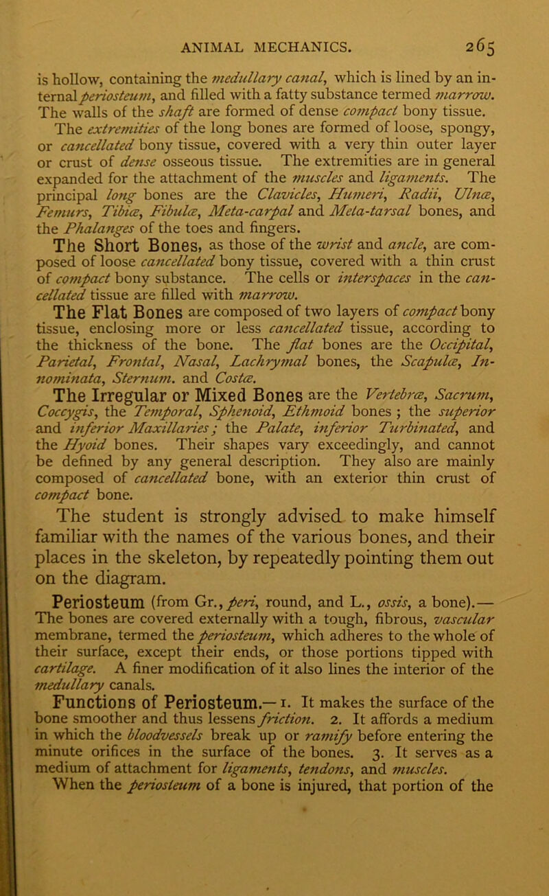 is hollow, containing the medullary canal, which is lined by an in- ternal periosteum, and filled with a fatty substance termed 7uarroav. The walls of the shaft are formed of dense co7npact bony tissue. The extremities of the long bones are formed of loose, spongy, or cancellated bony tissue, covered with a very thin outer layer or crust of dense osseous tissue. The extremities are in general expanded for the attachment of the muscles and Uga77ients. The principal lo7tg bones are the Clavicles, Hu77ieri, Radii, UlncB, Femurs, Tibice, Fibulce, Meta-carpal and Mela-tarsal bones, and the Phalanges of the toes and fingers. The Short Bones, as those of the w-rist and a7icle, are com- posed of loose cancellated bony tissue, covered with a thin crust of co77ipact bony substance. The cells or mterspaces in the ca7t- cellated tissue are filled with marrow. The Flat Bones are composed of two layers of compacfbony tissue, enclosing more or less ca7icellated tissue, according to the thickness of the bone. The flat bones are the Occipital, Parietal, Frontal, Nasal, Lach7y7nal bones, the Scapulce, In- nominata. Sternum, and Costce. The Irregular or Mixed Bones are the Vertebrce, Sacrum, Coccygis, the Temporal, Sphenoid, Ethmoid bones ; the superior and mferior Maxillaries; the Palate, mfcTdor Turbinated, and the Hyoid bones. Their shapes vary exceedingly, and cannot be defined by any general description. They also are mainly composed of cancellated bone, with an exterior thin crust of compact bone. The student is strongly advised to make himself familiar with the names of the various bones, and their places in the skeleton, by repeatedly pointing them out on the diagram. Periosteum (from Gr.,/m, round, and L., ossis, a bone).— The bones are covered externally with a tough, fibrous, vascular membrane, termed the periosteum, which adheres to the whole of their surface, except their ends, or those portions tipped with cartilage. A finer modification of it also lines the interior of the medullary canals. Functions of Periosteum.— I. It makes the surface of the bone smoother and thus lessens friction. 2. It affords a medium in which the bloodvessels break up or ra77iify before entering the minute orifices in the surface of the bones. 3. It serves as a medium of attachment for ligaments, tendons, and 7nuscles. When the pcTdosteum of a bone is injured, that portion of the