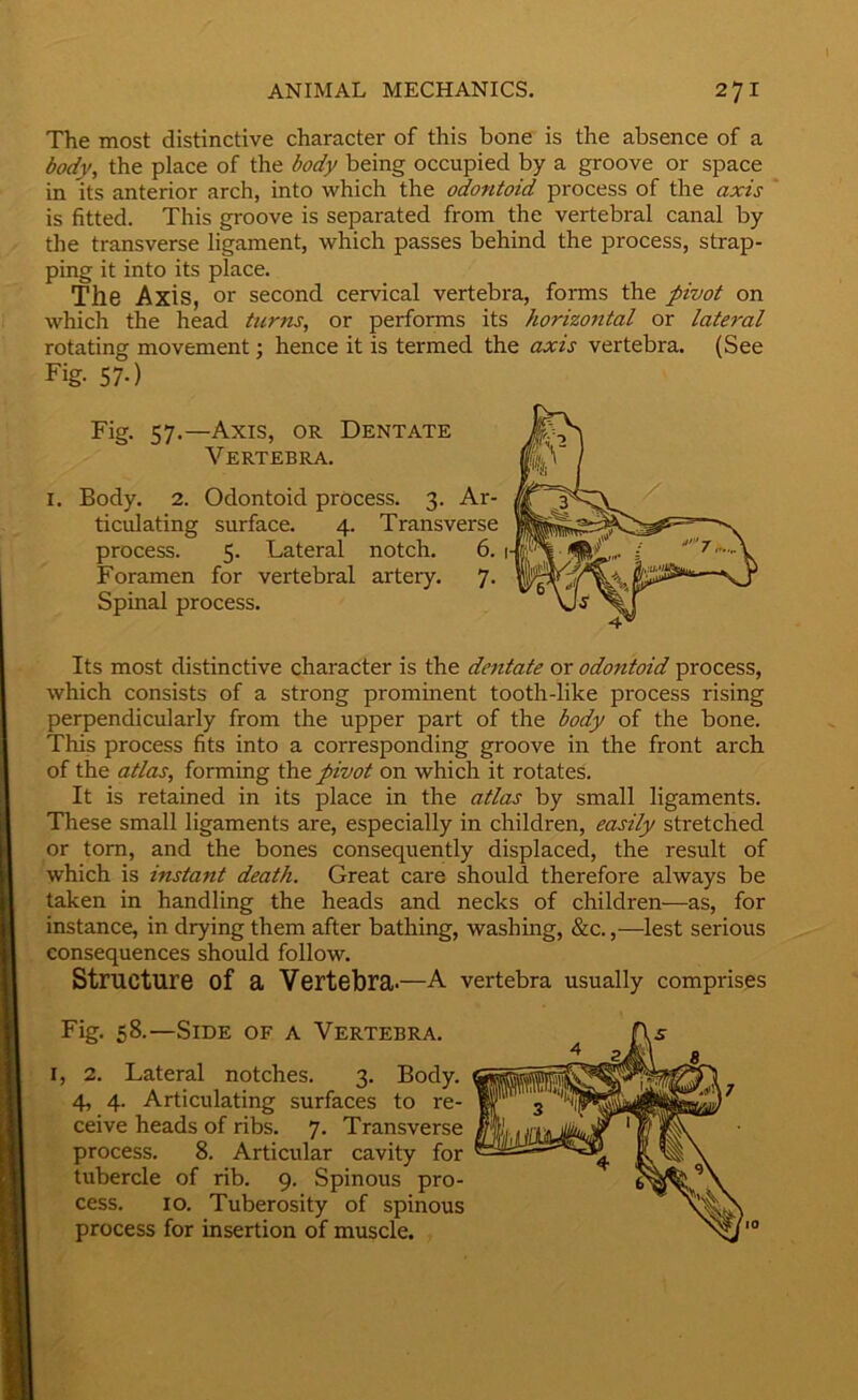 The most distinctive character of this bone is the absence of a body, the place of the body being occupied by a groove or space in its anterior arch, into which the odontoid process of the axis is fitted. This groove is separated from the vertebral canal by the transverse ligament, which passes behind the process, strap- ping it into its place. The Axis, or second cervical vertebra, forms the pivot on which the head turns, or performs its horizontal or lateral rotating movement; hence it is termed the axis vertebra. (See Fig. 57-) Fig. 57.—Axis, or Dentate Vertebra. I. Body. 2. Odontoid process. 3. Ar- ticulating surface. 4. Transverse process. 5. Lateral notch. 6. Foramen for vertebral artery. 7. Spinal process. Its most distinctive character is the dentate or odontoid process, which consists of a strong prominent tooth-like process rising perpendicularly from the upper part of the body of the bone. This process fits into a corresponding groove in the front arch of the atlas, forming the pivot on which it rotates. It is retained in its place in the atlas by small ligaments. These small ligaments are, especially in children, easily stretched or tom, and the bones consequently displaced, the result of which is instant death. Great care should therefore always be taken in handling the heads and necks of children—as, for instance, in drying them after bathing, washing, &c.,—lest serious consequences should follow. Structure of a Vertebra.—A vertebra usually comprises Fig. 58.—Side of a Vertebra. I, 2. Lateral notches, 3. Body. 4, 4. Articulating surfaces to re- ceive heads of ribs, 7. Transverse process. 8. Articular cavity for tubercle of rib. 9. Spinous pro- cess. 10. Tuberosity of spinous process for insertion of muscle.