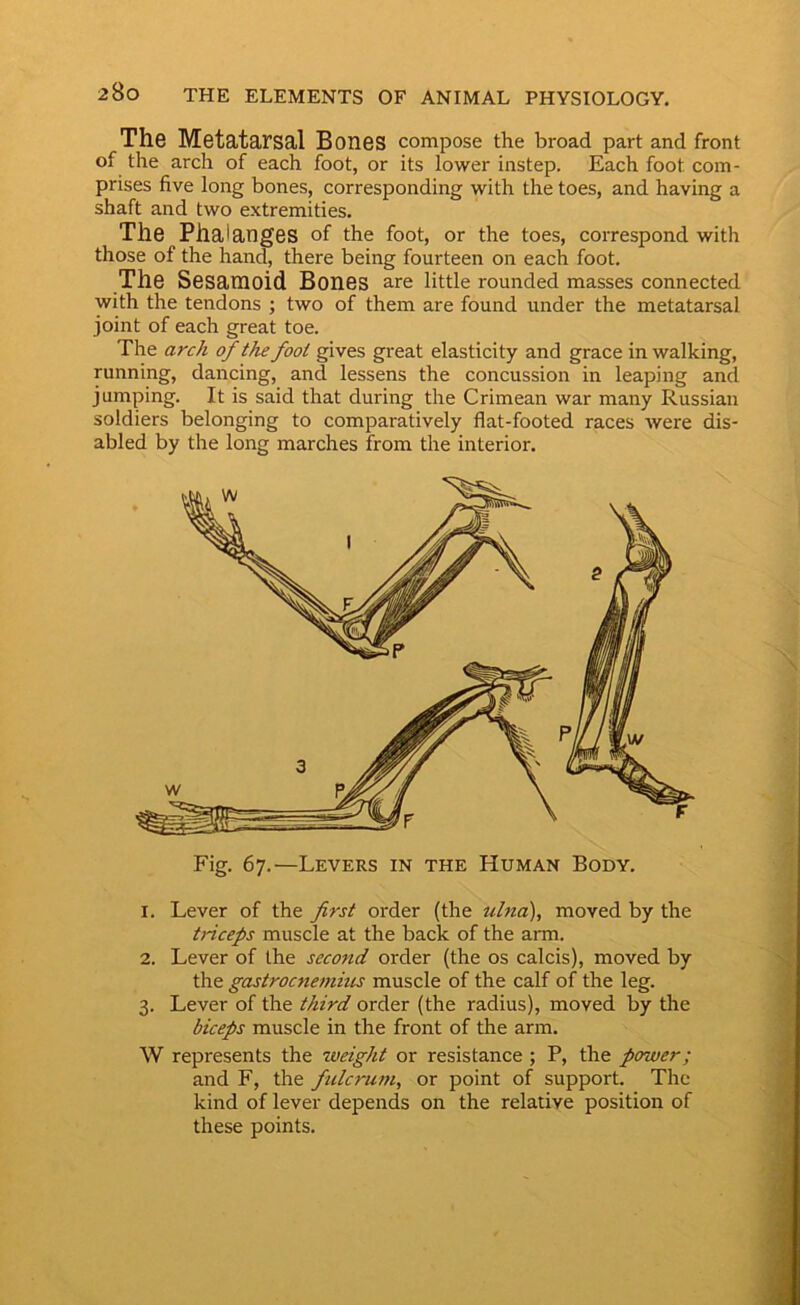 The Metatarsal Bones compose the broad part and front of the arch of each foot, or its lower instep. Each foot com- prises five long bones, corresponding with the toes, and having a shaft and two extremities. The Phalanges of the foot, or the toes, coiTespond with those of the hand, there being fourteen on each foot. The Sesamoid Bones are little rounded masses connected with the tendons ; two of them are found under the metatarsal joint of each great toe. The arch of the foot gives great elasticity and grace in walking, running, dancing, and lessens the concussion in leaping and jumping. It is said that during the Crimean war many Russian soldiers belonging to comparatively flat-footed races were dis- abled by the long marches from the interior. Fig. 67.—Levers in the Human Body. 1. Lever of the first order (the ulna), moved by the triceps muscle at the back of the arm. 2. Lever of the second order (the os calcis), moved by the gastrocnemius muscle of the calf of the leg. 3. Lever of the third order (the radius), moved by the biceps muscle in the front of the arm. W represents the weight or resistance ; P, the power; and F, the fulcrum, or point of support. The kind of lever depends on the relative position of these points.