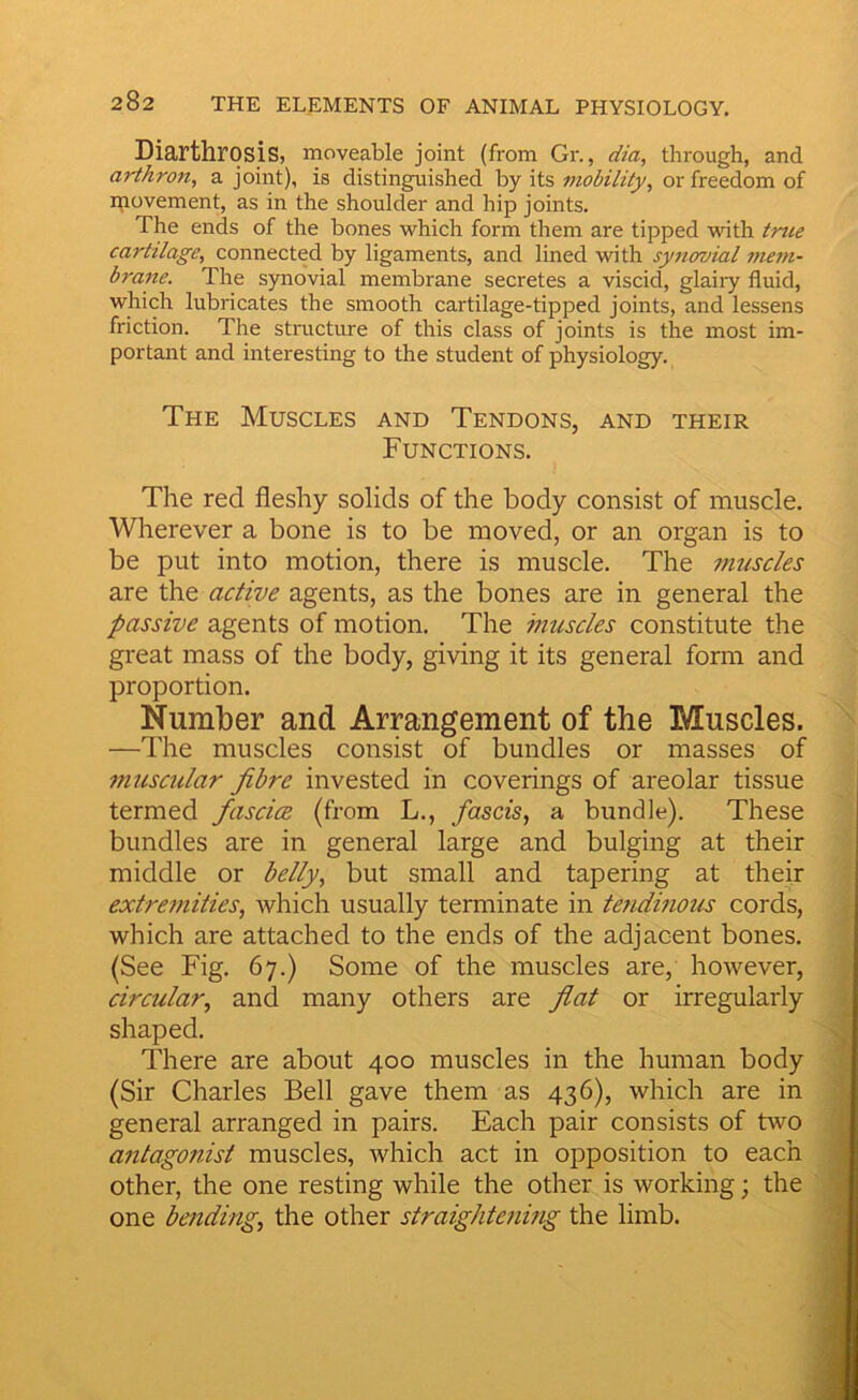 Diarthrosis, moveable joint (from Gr., dia, through, and arthron^ a joint), is distinguished by its mobility, or freedom of movement, as in the shoulder and hip joints. The ends of the bones which form them are tipped with true cartilage, connected by ligaments, and lined with syiurvial mem- brane. The synovial membrane secretes a viscid, glaiiy fluid, which lubricates the smooth cartilage-tipped joints, and lessens friction. The structure of this class of joints is the most im- portant and interesting to the student of physiology. The Muscles and Tendons, and their Functions. The red fleshy solids of the body consist of muscle. Wherever a bone is to be moved, or an organ is to be put into motion, there is muscle. The muscles are the active agents, as the bones are in general the passive agents of motion. The muscles constitute the great mass of the body, giving it its general form and proportion. Number and Arrangement of the Muscles. —The muscles consist of bundles or masses of muscular fibre invested in coverings of areolar tissue termed fascice (from L., fascis, a bundle). These bundles are in general large and bulging at their middle or belly, but small and tapering at their extremities, which usually terminate in tendinous cords, which are attached to the ends of the adjacent bones. (See Fig. 67.) Some of the muscles are, however, circular, and many others are fiat or irregularly shaped. There are about 400 muscles in the human body (Sir Charles Bell gave them as 436), which are in general arranged in pairs. Each pair consists of two antagonist muscles, which act in opposition to each other, the one resting while the other is working; the one bending, the other straightening the limb.