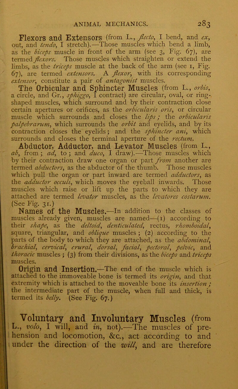 Flexors and Extensors (from ^.,jlecto,\ bend, and ex, out, and tendo, I stretch).—Those muscles which bend a limb, as the biceps muscle in front of the arm (see 3, Fig. 67), are termed flexors. Those muscles which straighten or extend the limbs, as the triceps muscle at the back of the arm (see i. Fig. 67), are termed extensors. A flexor, with its corresponding extensor, constitute a pair of antagonist muscles. The Orbicular and Sphincter Muscles (from L., orbis, a circle, and Gr., sphiggo, 1 contract) are circular, oval, or ring- shaped muscles, which surround and by their contraction close certain apertures or orifices, as the orbicularis oris, or circular muscle which surrounds and closes the lips; the orbicularis palpebrarum, which surrounds the orbit and eyelids, and by its contraction closes the eyelids; and the sphincter ani, which surrounds and closes the terminal aperture of the rectum. Abductor, Adductor, and Levator Muscles (from L., ab, from ; ad, to ; and duco, I draw).—Those muscles which by their contraction draw one organ or part frosn another are termed abductors, as the abductor of the thumb. Those muscles which pull the organ or part inward are termed adductors, as the adductor occuli, which moves the eyeball inwards. Those muscles which raise or hft up the parts to which they are attached are termed levator muscles, as the levatores costarum. (See Fig. 31.) Names of the Muscles.—In addition to the classes of muscles already given, muscles are named—(i) according to their shape, as the deltoid, denticulated, rectus, rho7nboidal, square, triangular, and oblique muscles; (2) according to the parts of the body to which they are attached, as the abdominal, brachial, cervical, crural, dorsal, facial, pectoral, pelvic, and thoracic muscles 5(3) from their divisions, as the biceps and triceps muscles. Origin and Insertion.—The end of the muscle which is attached to the immoveable bone is termed its origin, and that extremity which is attached to the moveable bone its insertion ; the intermediate part of the muscle, when full and thick, is termed its belly. (See Fig. 67.) Voluntary and Involuntary Muscles (from L., volo, I will, and fw, not).—The muscles of pre- hension and locomotion, &c., act according to and under the direction of the will, and are therefore