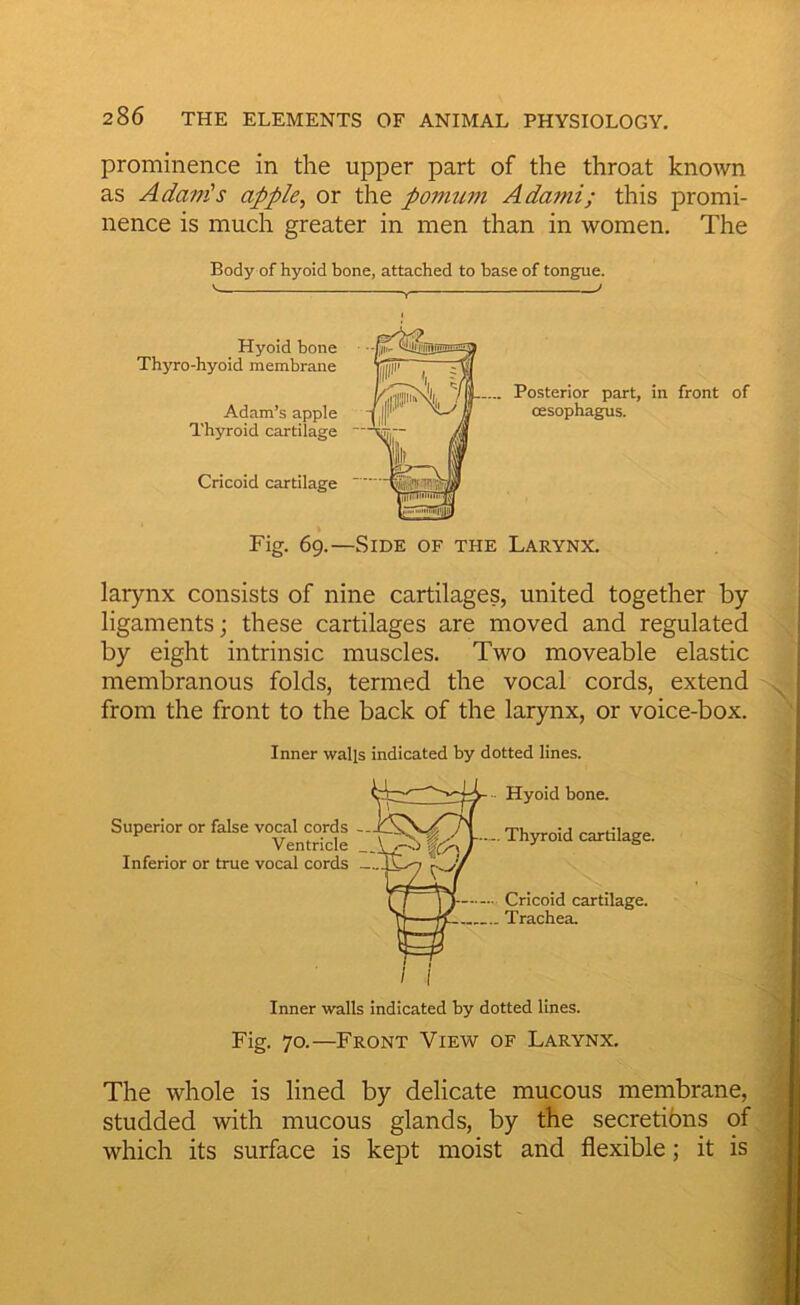 prominence in the upper part of the throat known as Adames apple^ or the pomuni Adami; this promi- nence is much greater in men than in women. The Body of hyoid bone, attached to base of tongue. Hyoid bone Thyro-hyoid membrane Adam’s apple Thyroid cartilage Cricoid cartilage Fig. 69.—Side of the Larynx. larynx consists of nine cartilages, united together by ligaments; these cartilages are moved and regulated by eight intrinsic muscles. Two moveable elastic membranous folds, termed the vocal cords, extend from the front to the back of the larynx, or voice-box. Inner walls indicated by dotted lines. f - Hyoid bone. .. Thyroid •• Cricoid cartilage. .. Trachea. / I Inner walls indicated by dotted lines. Fig. 70.—Front View of Larynx. The whole is lined by delicate mucous membrane, studded with mucous glands, by the secretibns of which its surface is kept moist and flexible; it is