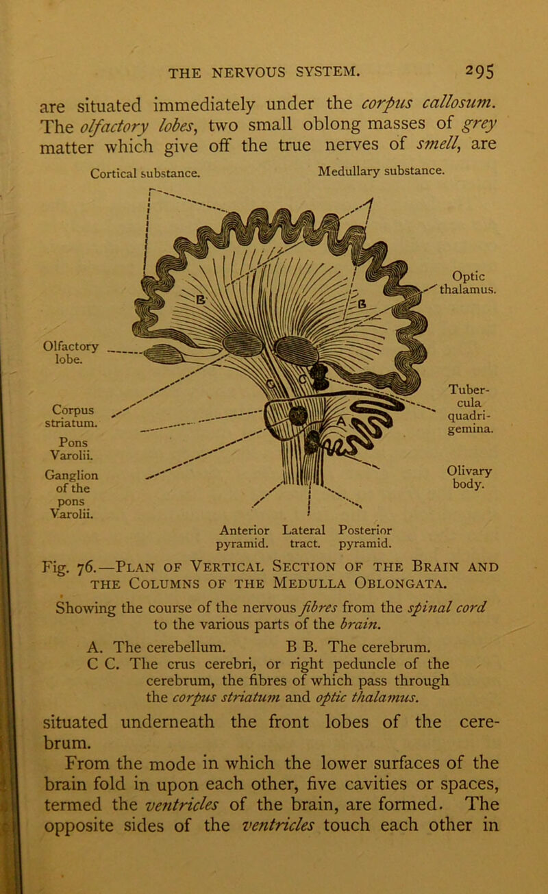 are situated immediately under the corpus callosum. The olfactory lobes, two small oblong masses of grey matter which give otf the true nerves of smell, are Cortical substance. Medullary substance. Optic thalamus. Olfactory lobe. Tuber- cula quadri- gemina. Olivary body. Corpus striatum. Pons Varolii. Ganglion of the pons j Varolii. ' Anterior Lateral Posterior pyramid. tract, pyramid. Fig. 76.—Plan of Vertical Section of the Brain and THE Columns of the Medulla Oblongata. Shotving the course of the nervous fibres from the spinal cord to the various parts of the brain. A. The cerebellum. B B. The cerebrum. C C. The crus cerebri, or right peduncle of the cerebrum, the fibres of which pass through the corpus striatum and optic thalamus. situated underneath the front lobes of the cere- brum. From the mode in which the lower surfaces of the brain fold in upon each other, five cavities or spaces, termed the ventricles of the brain, are formed. The opposite sides of the ventricles touch each other in