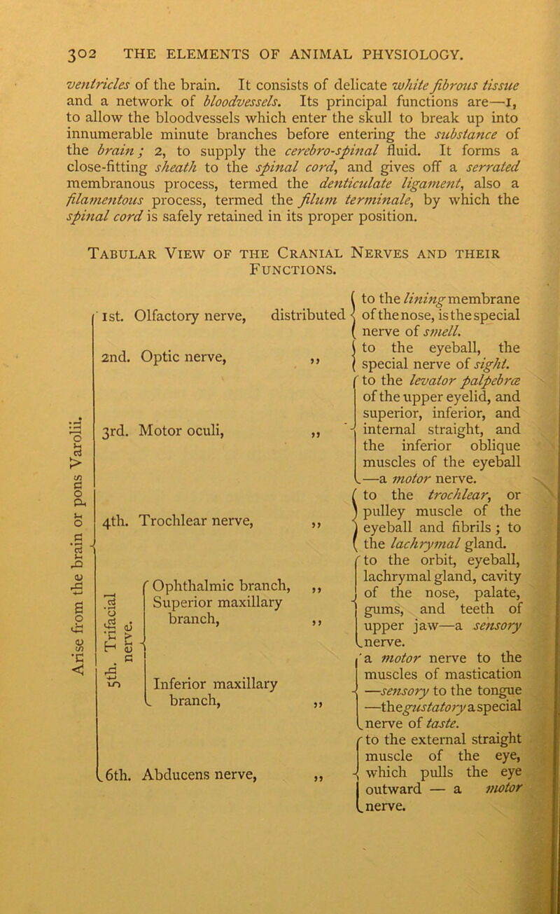 ventricles of the brain. It consists of delicate white fibrous tissue and a network of bloodvessels. Its principal functions are—i, to allow the bloodvessels which enter the skull to break up into innumerable minute branches before entering the substance of the brain; 2, to supply the cerebrospinal fluid. It forms a close-fitting sheath to the spinal cord, and gives off a serrated membranous process, termed the denticulate ligament, also a fila7nentous process, termed the filum terminate, by which the spinal cord is safely retained in its proper position. Tabular View of the Cranial Nerves and their Functions. o c3 > (/) c o CL o .s '5 <u B o •c 1st. Olfactory nerve, distributed 2nd. Optic nerve, ,, 3rd. Motor oculi, „ 4th. Trochlear nerve, ■ ' Ophthalmic branch, Superior maxillary branch, i 5> Inferior maxillary „ branch, 5> .,6th. Abducens nerve. Ito the lining membrane of the nose, is the special nerve of s/nell. i to the eyeball, the I special nerve of sight. ' to the levator palpebra of the upper eyelid, and superior, inferior, and - internal straight, and the inferior oblique muscles of the eyeball .—a motor nerve, f to the trochlear, or ) pulley muscle of the J eyeball and fibrils; to ( tire lachrymal gland. ' to the orbit, eyeball, lachrymal gland, cavity of the nose, palate, gums, and teeth of upper jaw—a sensory ^ nerve. 'a 77iotor nerve to the muscles of mastication - —se7tsory to the tongue —ibegustatory a special , nerve of taste, f to the external straight muscle of the eye, wliich pulls the eye I outward — a 7/wtor L nerve.