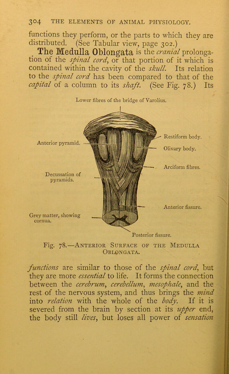 functions they perform, or the parts to which they are distributed. (See Tabular view, page 302.) The Medulla Oblongata is the cranial prolonga- tion of the spinal cord^ or that portion of it which is contained within the cavity of the skull. Its relation to the spinal cord has been compared to that of the capital of a column to its shaft. (See Fig. 78.) Its Posterior fissure. Fig. 78.—Anterior Surface of the Medulla Oblongata. functions are similar to those of the spmal cord, but they are more essential to life. It forms the connection between the cerebru7n, cerebellum, i7iesophale, and the ^ rest of the nervous system, and thus brings the 77ihid into relatio7i with the whole of the body. If it is Lower fibres of the bridge of Varolius. Grey matter, showing cornua. Anterior pyramid. Decussation of pyramids. Restiform body. Olivary body. Arciform fibres. Anterior fissure. \