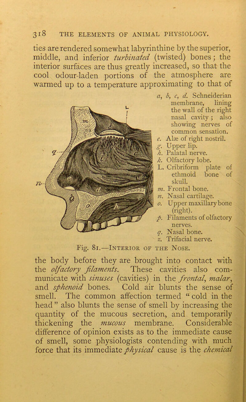 ties are rendered somewhat labyrinthine by the superior, middle, and inferior turbinated (twisted) bones; the interior surfaces are thus greatly increased, so that the cool odour-laden portions of the atmosphere are warmed up to a temperature approximating to that of a, b, c, d. Schneiderian membrane, lining the wall of the right nasal cavity ; also showing nerves of common sensation. e. Alas of right nostril. g. Upper lip. h. Palatal nerve. k. Olfactoiy lobe. L. Cribriform plate of ethmoid bone of skull. in. Frontal bone. n. Nasal cartilage. 0. Upper maxillary bone (right). p. Filaments of olfactory nerves. q. Nasal bone. z. Trifacial nerve. Fig. 8i.—Interior of the Nose. the body before they are brought into contact with the olfactory filaments. These cavities also com- municate with sinuses (cavities) in the frontal., malar, and sphenoid bones. Cold air blunts the sense of ■ smell. The common affection termed “ cold in the head ” also blunts the sense of smell by increasing the quantity of the mucous secretion, and temporarily thickening the mucous membrane. Considerable difference of opinion exists as to the immediate cause '{, of smell, some physiologists contending with much force that its immediate physical cause is the chemical