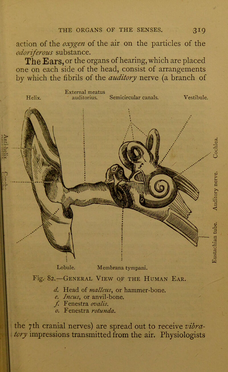 action of the oxygett of the air on the particles of the odoriferous substance. The Ears, or the organs of hearing, which are placed one on each side of the head, consist of arrangements by which the fibrils of the auditory nerve (a branch of External meatus Helix. auditorius. Semicircular canals. Vestibule. Lobule. Membrana tympani. Fig.- 82.—General View of the Human Ear. d. Head of malleus, or hammer-bone. e. Incus, or anvil-bone. f. Fenestra ovalis. o. Fenestra rotunda. 1 the 7th cranial nerves) are spread out to receive vibra- 1 lory impressions transmitted from the air. Physiologists Eustachian tube. Auditory nerve. Cochlea.