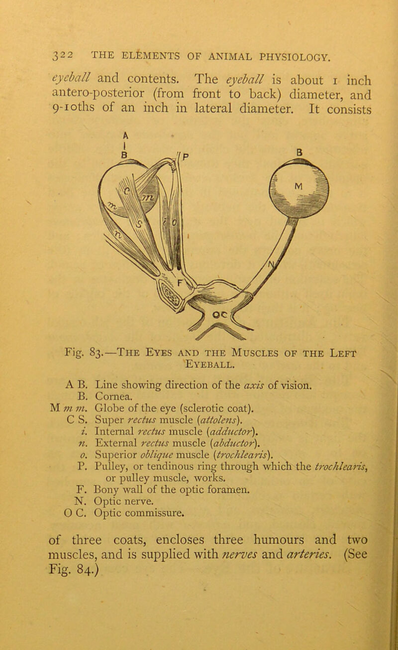 eyeball and contents. The eyeball is about i inch antero-posterior (from front to back) diameter, and 9-ioths of an inch in lateral diameter. It consists Fig. 83.—The Eyes and the Muscles of the Left Eyeball. A B. Line showing direction of the axis of vision. B. Cornea. M m in. Globe of the eye (sclerotic coat). C S. Super rectus muscle {aitolens). i. Internal recttis muscle {adductor'), n. External rectus muscle {abductor). O. Superior oblique muscle {trochlearis). P. Pulley, or tendinous ring through which the trochlearis, or pulley muscle, works. F. Bony wall of the optic foramen. N. Optic nerve. O C. Optic commissure. of three coats, encloses three humours and two muscles, and is supplied with nerves and arteries. (See A B Fig. 84.)