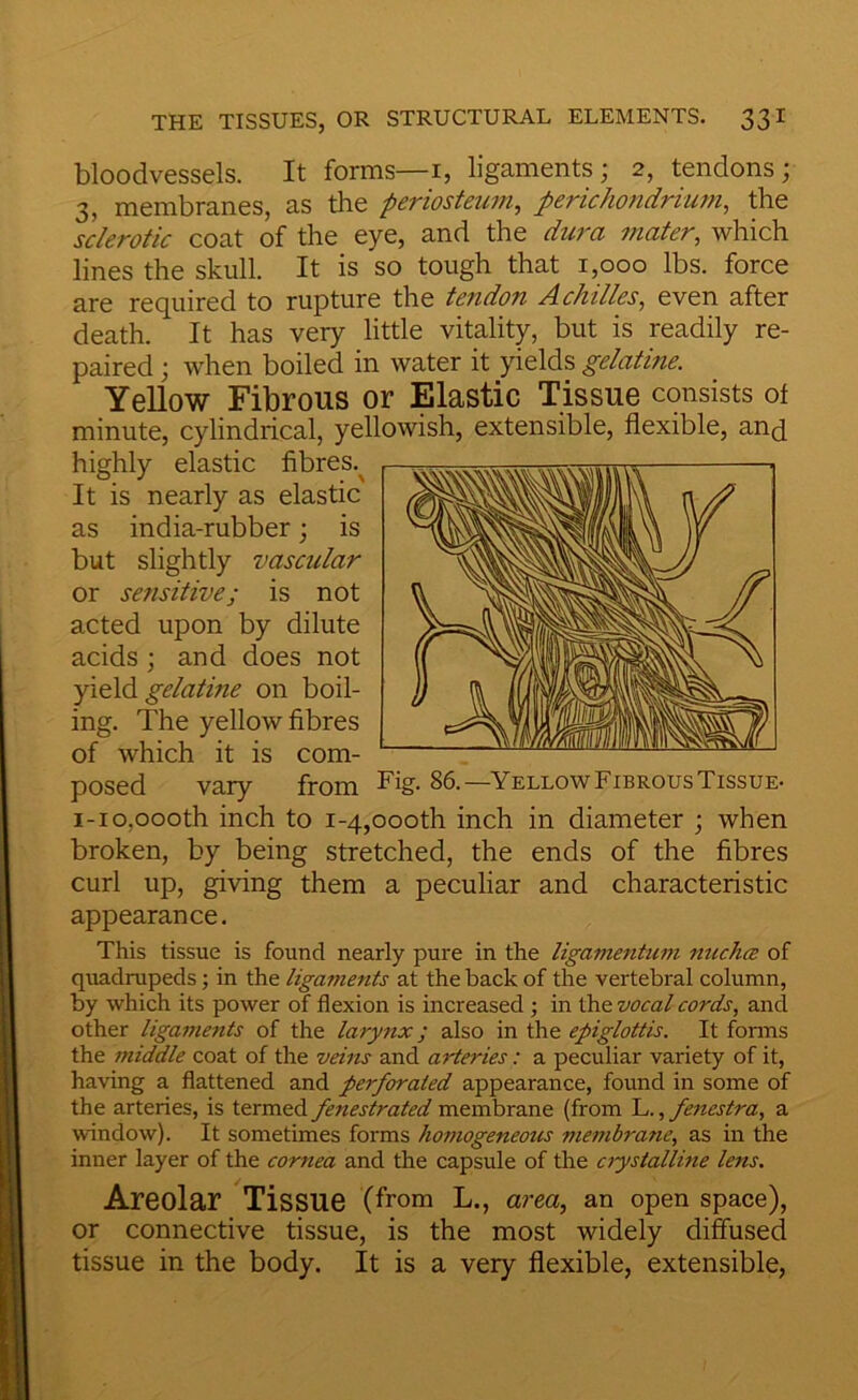 bloodvessels. It forms—i, ligaments; 2, tendons; 3, membranes, as the periosteiim, perichondrium^ the sclerotic coat of the eye, and the dura 7uater, which lines the skull. It is so tough that 1,000 lbs. force are required to rupture the tendon Achilles, even after death. It has very little vitality, but is readily re- paired ; when boiled in water it yields gelatine. Yellow Fibrous or Elastic Tissue consists of minute, cylindrical, yellowish, extensible, flexible, anq highly elastic fibres.^ It is nearly as elastic as india-rubber; is but slightly vascular or sensitive; is not acted upon by dilute acids ; and does not gelatine on boil- ing. The yellow fibres of which it is com- posed vary from —YellowFibrousTissue* i-io,000th inch to i-4,oooth inch in diameter ; when broken, by being stretched, the ends of the fibres curl up, giving them a peculiar and characteristic appearance. This tissue is found nearly pure in the ligamentum nuchcB of quadrupeds; in the ligaments at the back of the vertebral column, by which its power of flexion is increased •, in the vocal cords, and other ligaments of the larynx; also in the epiglottis. It forms the middle coat of the veins and arteries: a peculiar variety of it, having a flattened and perforated appearance, found in some of the arteries, is termed fenestrated membrane (from L., fenestra, a window). It sometimes forms homogeneous membrane, as in the inner layer of the cornea and the capsule of the ciystalline lens. Areolar Tissue (from L., area, an open space), or connective tissue, is the most widely diffused tissue in the body. It is a very flexible, extensible.