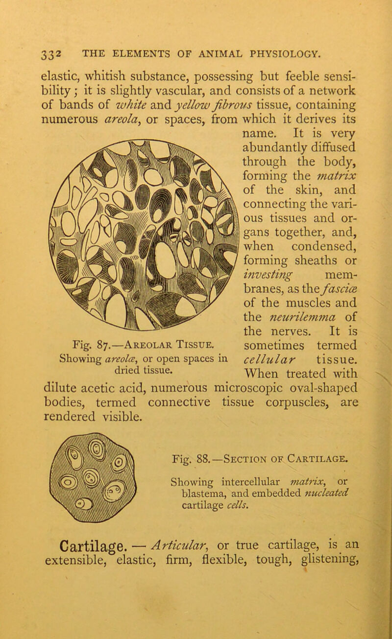 elastic, whitish substance, possessing but feeble sensi- bility ; it is slightly vascular, and consists of a network of bands of white and yellow fibrous tissue, containing numerous areola^ or spaces, from which it derives its name. It is very abundantly diffused through the body, forming the matrix of the skin, and connecting the vari- ous tissues and or- gans together, and, when condensed, forming sheaths or investing mem- branes, as the fascice of the muscles and the neurilemma of the nerves. It is sometimes termed cellular tissue. When treated with dilute acetic acid, numerous microscopic oval-shaped bodies, termed connective tissue corpuscles, are rendered visible. Fig. 87.—Areolar Tissue. Showing areol(z, or open spaces in dried tissue. Fig. 88.—Section of Cartilage. Showing intercellular iiiatrix, or blastema, and embedded nucleated cartilage cells. CartilagG. — Articular., or true cartilage, is an extensible, elastic, firm, flexible, tough, glistening,
