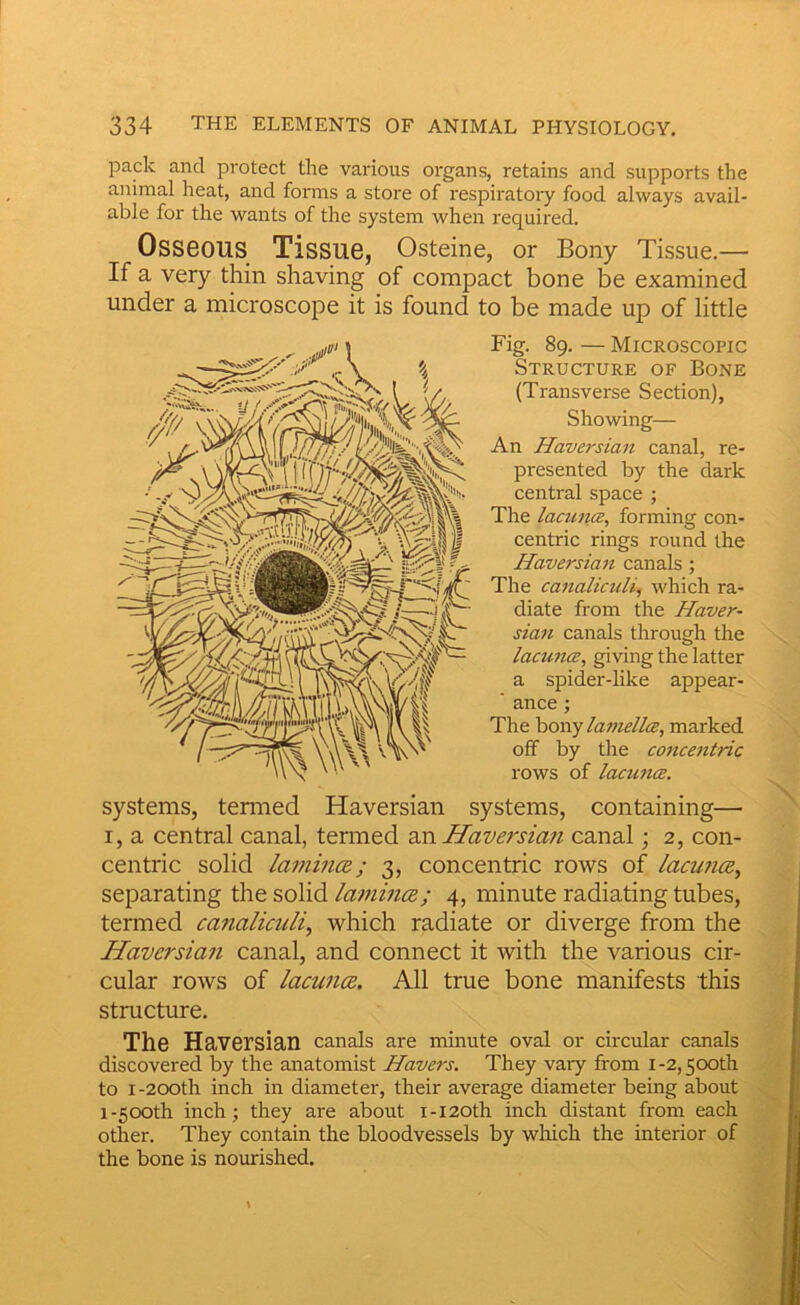 pack and protect the various oi-gans, retains and supports the animal heat, and forms a store of respiratoiy food always avail- able for the wants of the system when required. Osseous Tissue, Osteine, or Bony Tissue.— If a very thin shaving of compact bone be examined under a microscope it is found to be made up of little Fig. 89. — Microscopic Structure of Bone (Transverse Section), Showing— An Haversian canal, re- presented by the dark central space ; The lacima, forming con- centric rings round the Haversia^t canals ; The ca7taliculii which ra- diate from the Haver- sian canals through the lacuna:, giving the latter a spider-like appear- ' ance ; The hony laf/iellcB, marked off by the coficentnc rows of lacwKS. systems, tenned Haversian systems, containing— I, a central canal, termed zxi Haversia?i canal; 2, con- centric solid lamincB; 3, concentric rows of lacuna, separating the. solid lamina; 4, minute radiating tubes, termed ca7ialiculi, which radiate or diverge from the Haversian canal, and connect it with the various cir- cular rows of lacuna. All true bone manifests this structure. The Haversian canals are minute oval or circular canals discovered by the anatomist Havers. They vary from i -2,500th to I -200th inch in diameter, their average diameter being about 1-500th inch; they are about i-i20th inch distant from each other. They contain the bloodvessels by wliich the interior of the bone is nourished.