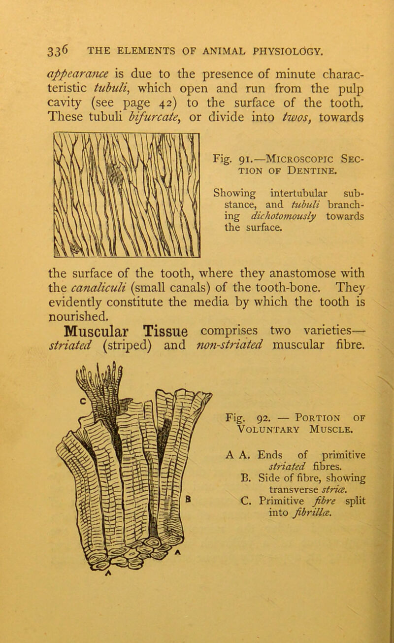 appearance is due to the presence of minute charac- teristic tubuli, which open and run from the pulp cavity (see page 42) to the surface of the tooth. These tubuli bifurcate^ or divide into twos, towards Fig. 91.—Microscopic Sec- tion OF Dentine. Showing intertubular sub- stance, and tubuli branch- ing dichotomously towards the surface. the surface of the tooth, where they anastomose with the canaliculi (small canals) of the tooth-bone. They evidently constitute the media by which the tooth is nourished. Muscular Tissue comprises two varieties— striated (striped) and non-striated muscular fibre. Fig. 92. — Portion of Voluntary Muscle. A A. Ends of primitive striated fibres. B. Side of fibre, showing transverse striee. C. Primitive fibre split into fibrill(E.