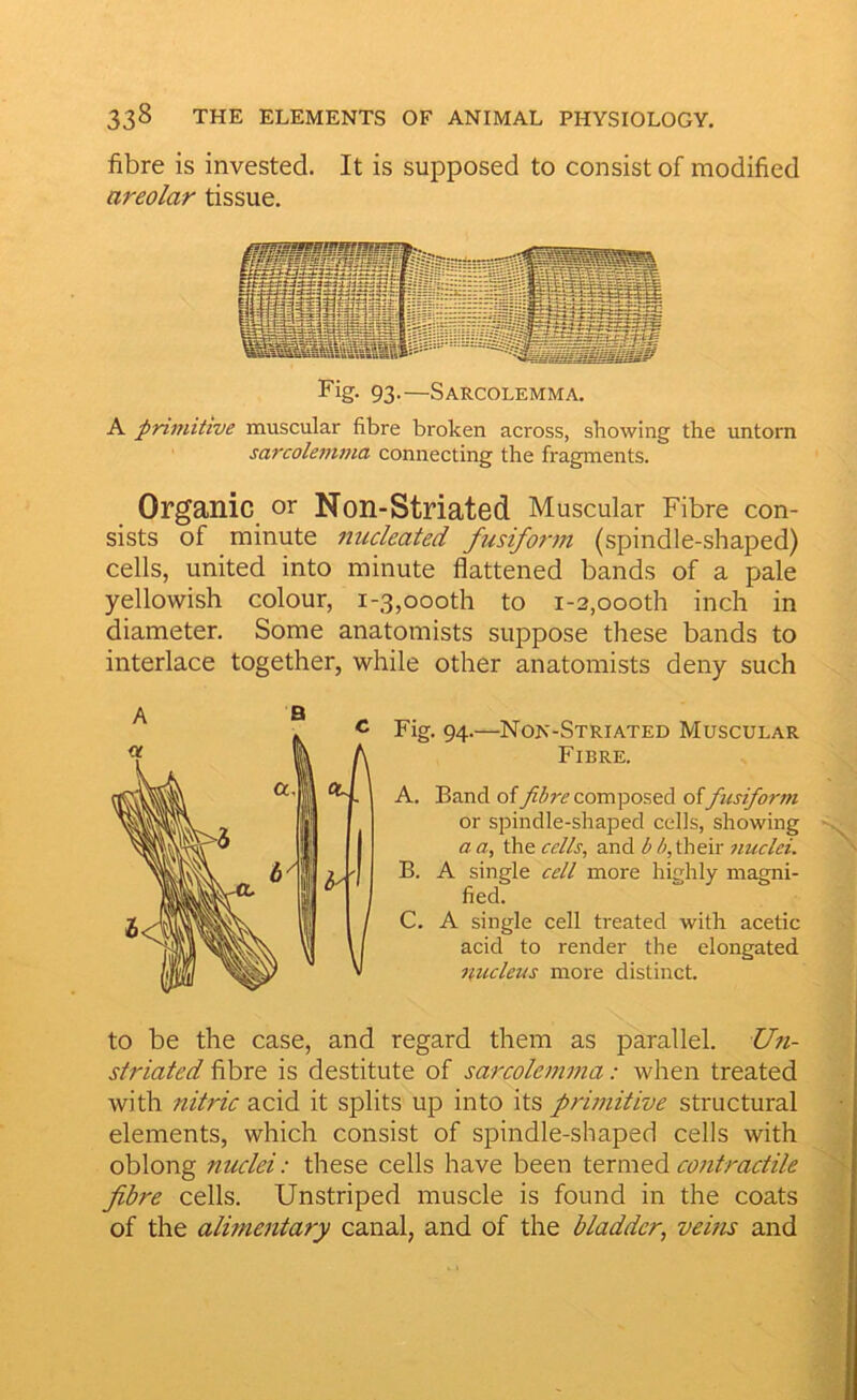 fibre is invested. It is supposed to consist of modified areolar tissue. 93-—Sarcolemma. A primitive muscular fibre broken across, showing the imtorn sarcolemma connecting the fragments. Organic or Non-Striated Muscular Fibre con- sists of minute nucleated fusiform (spindle-shaped) cells, united into minute flattened bands of a pale yellowish colour, 1-3,000th to 1-2,000th inch in diameter. Some anatomists suppose these bands to interlace together, while other anatomists deny such Fig. 94.—Nok-Striated Muscular Fibre. A. Band of fibre composed offusiform or spindle-shaped cells, showing a a, the cells, and b their nuclei. B. A single cell more highly magni- fied. C. A single cell treated with acetic acid to render the elongated imcleus more distinct. to be the case, and regard them as parallel. Un- sfriated fibre is destitute of sarcoleni77ia: when treated with nitric acid it splits up into its primitive structural elements, which consist of spindle-shaped cells with oblong nuclei: these cells have been termedi cotitractile fibre cells. Unstriped muscle is found in the coats of the alimentary canal, and of the bladder, veins and