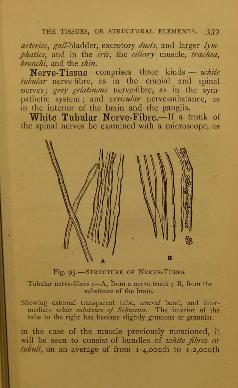 arteries, ^a/Z-bladcler, excretory ducts, and larger lym- phatics, and in the iris, the ciliary muscle, trachea, bronchi, and the skin. Nerve-Tissue comprises three kinds — white tubular nerve-fibre, as in the cranial and spinal nerves j grey gelatinous nerve-fibre, as in the sym- pathetic system; and vesicular nerve-substance, as in the interior of the brain and the ganglia. White Tubular Nerve-Fibre.—If a trunk of the spinal nerves be examined with a microscope, as Fig. 95.—Structure of Nerve-Tubes. Tubular nerve-fibres :—A, from a nerve-trunk j B, from the substance of the brain. Showing external transparent tube, central band, and inter- mediate white substance of Schwann. The interior of the tube to the right has become slightly grumous or granular. in the case of the muscle previously mentioned, it will be seen to consist of bundles of white fibres or tubuli, on an average of from i-4,000th to i-2,000th