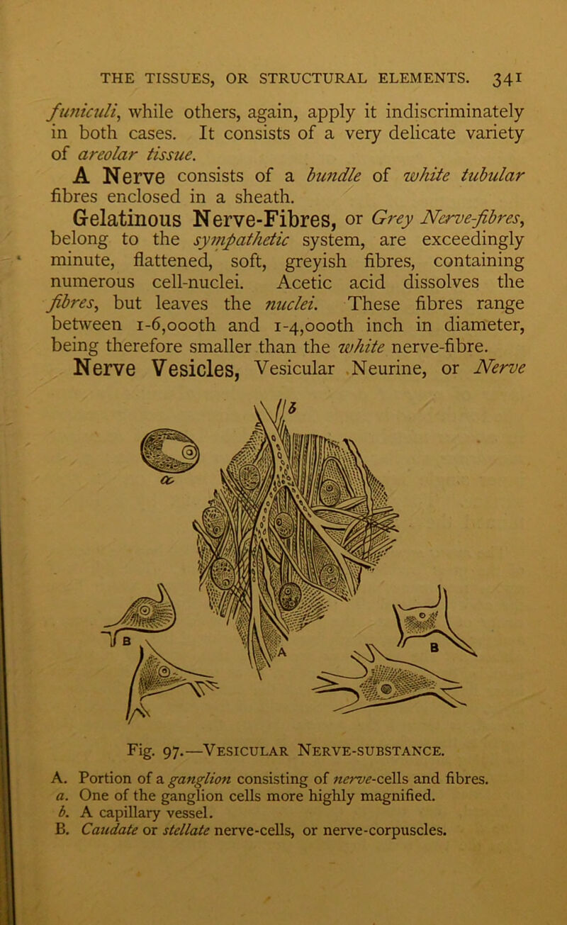 funiculi^ while others, again, apply it indiscriminately in both cases. It consists of a very delicate variety of areolar tissue. A Nerve consists of a himdle of white tubular fibres enclosed in a sheath. Gelatinous Nerve-Fibres, or Grey Nerve-fibres., belong to the sympathetic system, are exceedingly minute, flattened, soft, greyish fibres, containing numerous cell-nuclei. Acetic acid dissolves the fibres, but leaves the nuclei. These fibres range between i-6,oooth and i-4,oooth inch in diameter, being therefore smaller than the zvhite nerve-fibre. Nerve Vesicles, Vesicular .Neurine, or Nerve Fig- 97-—Vesicular Nerve-substance. A. Portion of a ganglion consisting of nerve-z^?, and fibres. a. One of the ganglion cells more highly magnified. b. A capillary vessel. B. Caudate or stellate nerve-cells, or nerve-corpuscles.
