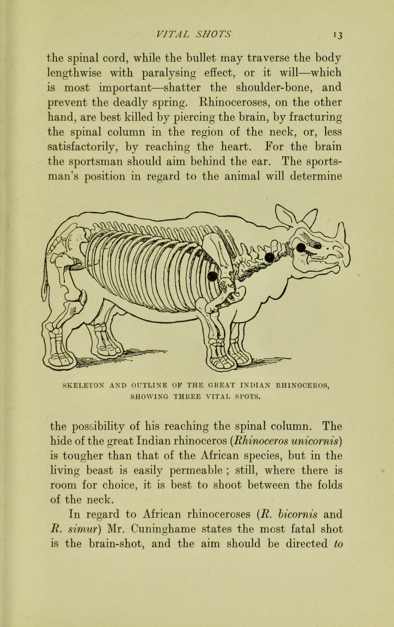 the spinal cord, while the bullet may traverse the body lengthwise with paralysing effect, or it will—which is most important—shatter the shoulder-bone, and prevent the deadly spring. Rhinoceroses, on the other hand, are best killed by piercing the brain, by fracturing the spinal column in the region of the neck, or, less satisfactorily, by reaching the heart. For the brain the sportsman should aim behind the ear. The sports- man's position in regard to the animal will determine SKELETON AND OUTLINE OF THE GHEAT INDIAN RHINOCEROS, SHOWING THKEE VITAL SPOTS. the possibility of his reaching the spinal column. The hide of the great Indian rhinoceros (Rhinoceros unicornis) is tougher than that of the African species, but in the living beast is easily permeable ; still, where there is room for choice, it is best to shoot between the folds of the neck. In regard to African rhinoceroses (R. bicornis and R. simur) Mr. Cuninghame states the most fatal shot is the brain-shot, and the aim should be directed to