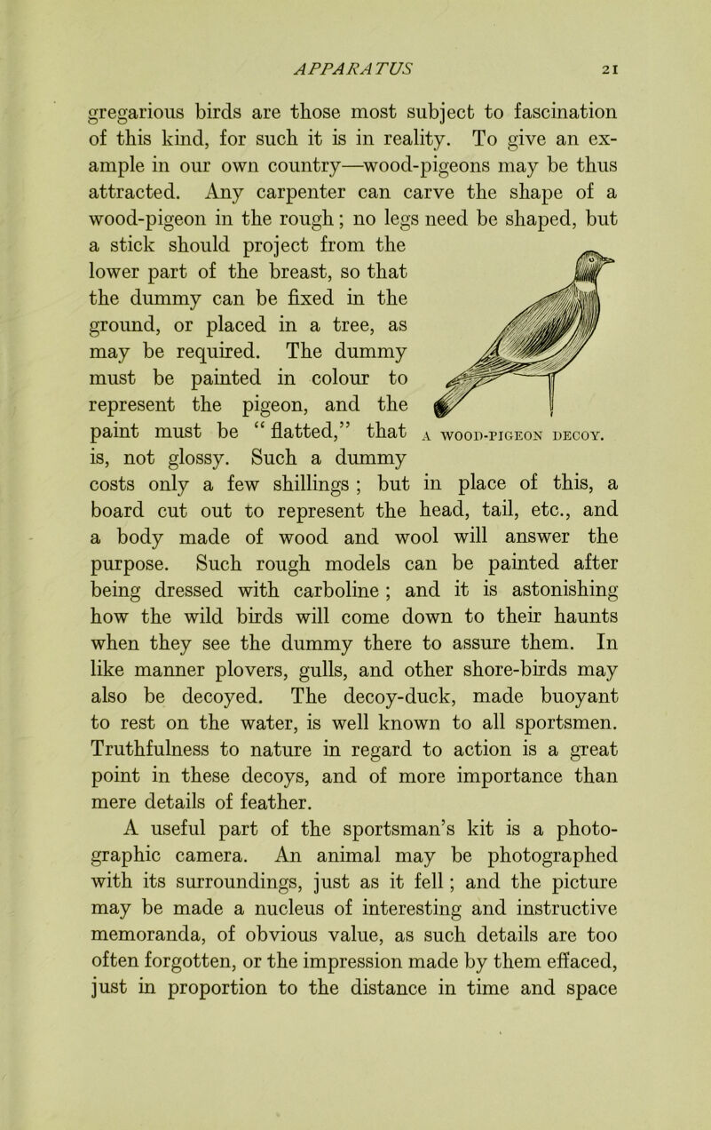 gregarious birds are those most subject to fascination of this kind, for such it is in reality. To give an ex- ample in our own country—wood-pigeons may be thus attracted. Any carpenter can carve the shape of a wood-pigeon in the rough; no legs need be shaped, but a stick should project from the lower part of the breast, so that the dummy can be fixed in the ground, or placed in a tree, as may be required. The dummy must be painted in colour to represent the pigeon, and the paint must be flatted, that \ wood-pigeon decoy. is, not glossy. Such a dummy costs only a few shillings ; but in place of this, a board cut out to represent the head, tail, etc., and a body made of wood and wool will answer the purpose. Such rough models can be painted after being dressed with carboline ; and it is astonishing how the wild birds will come down to their haunts when they see the dummy there to assure them. In like manner plovers, gulls, and other shore-birds may also be decoyed. The decoy-duck, made buoyant to rest on the water, is well known to all sportsmen. Truthfulness to nature in regard to action is a great point in these decoys, and of more importance than mere details of feather. A useful part of the sportsman’s kit is a photo- graphic camera. An animal may be photographed with its surroundings, just as it fell; and the picture may be made a nucleus of interesting and instructive memoranda, of obvious value, as such details are too often forgotten, or the impression made by them effaced, just in proportion to the distance in time and space