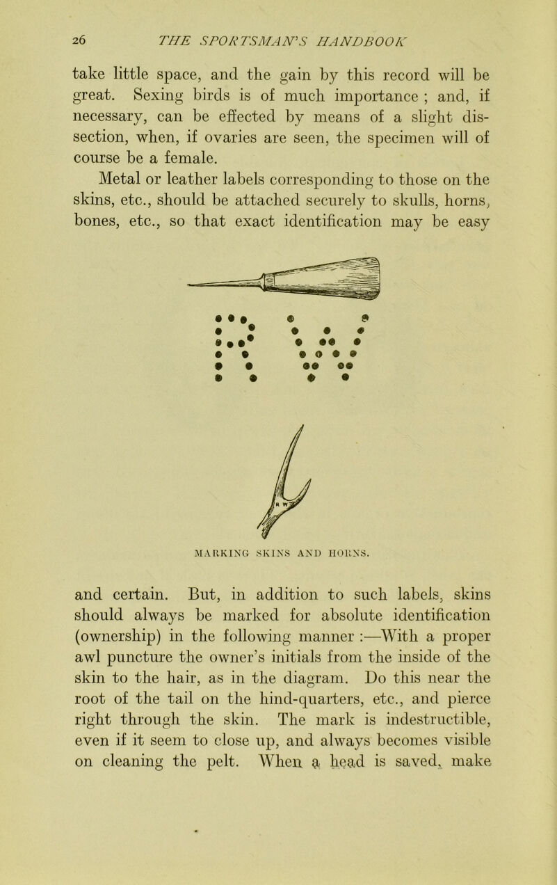 take little space, and the gain by this record will be great. Sexing birds is of much importance ; and, if necessary, can be effected by means of a slight dis- section, when, if ovaries are seen, the specimen will of course be a female. Metal or leather labels corresponding to those on the skins, etc., should be attached securely to skulls, horns, bones, etc., so that exact identification may be easy • % • o • 9 • • «• ©• * • 0 • MARKING SKINS AND HORNS. and certain. But, in addition to such labels, skins should always be marked for absolute identification (ownership) in the following manner :—With a proper awl puncture the owner's initials from the inside of the skin to the hair, as in the diagram. Do this near the root of the tail on the hind-quarters, etc., and pierce right through the skin. The mark is indestructible, even if it seem to close up, and always becomes visible on cleaning the pelt. When a head is saved, make