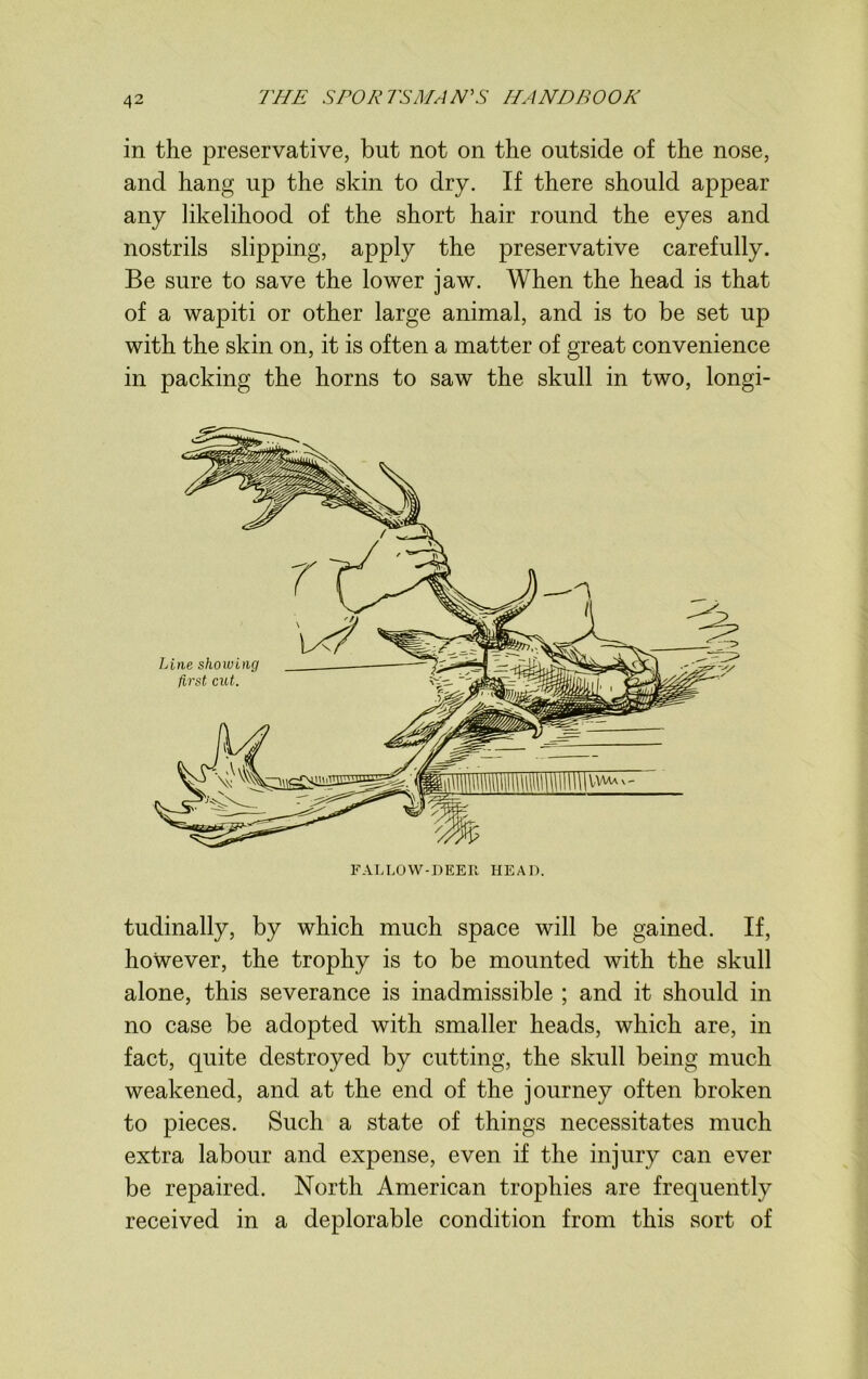 in the preservative, but not on the outside of the nose, and hang up the skin to dry. If there should appear any likelihood of the short hair round the eyes and nostrils slipping, apply the preservative carefully. Be sure to save the lower jaw. When the head is that of a wapiti or other large animal, and is to be set up with the skin on, it is often a matter of great convenience in packing the horns to saw the skull in two, longi- FALLOW-DEER HEAD. tudinally, by which much space will be gained. If, however, the trophy is to be mounted with the skull alone, this severance is inadmissible ; and it should in no case be adopted with smaller heads, which are, in fact, quite destroyed by cutting, the skull being much weakened, and at the end of the journey often broken to pieces. Such a state of things necessitates much extra labour and expense, even if the injury can ever be repaired. North American trophies are frequently received in a deplorable condition from this sort of