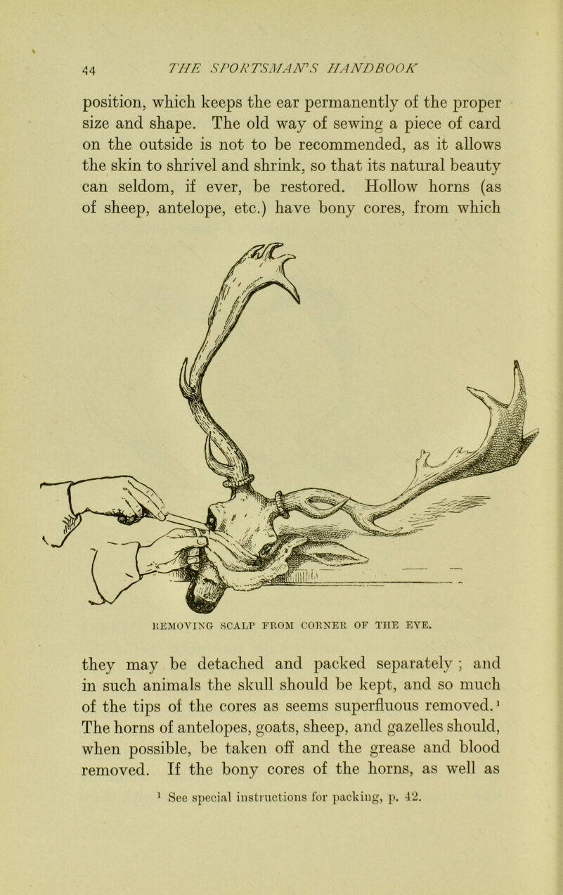 position, which keeps the ear permanently of the proper size and shape. The old way of sewing a piece of card on the outside is not to be recommended, as it allows the skin to shrivel and shrink, so that its natural beauty can seldom, if ever, be restored. Hollow horns (as of sheep, antelope, etc.) have bony cores, from which REMOVING SCALP FROM CORNER OF THE EYE. they may be detached and packed separately ; and in such animals the skull should be kept, and so much of the tips of the cores as seems superfluous removed.1 The horns of antelopes, goats, sheep, and gazelles should, when possible, be taken off and the grease and blood removed. If the bony cores of the horns, as well as 1 See special instructions for packing, p. 42.