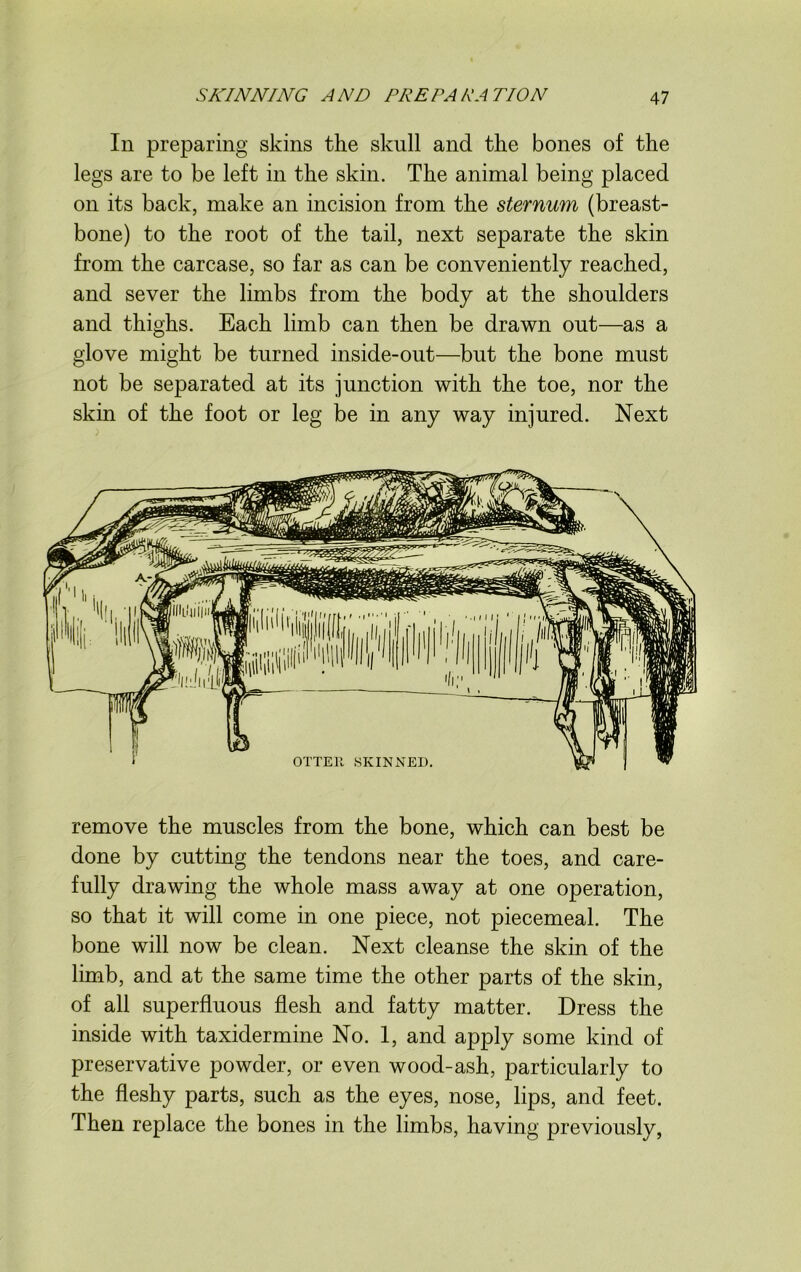 In preparing skins the skull and the bones of the legs are to be left in the skin. The animal being placed on its back, make an incision from the sternum (breast- bone) to the root of the tail, next separate the skin from the carcase, so far as can be conveniently reached, and sever the limbs from the body at the shoulders and thighs. Each limb can then be drawn out—as a glove might be turned inside-out—but the bone must not be separated at its junction with the toe, nor the skin of the foot or leg be in any way injured. Next remove the muscles from the bone, which can best be done by cutting the tendons near the toes, and care- fully drawing the whole mass away at one operation, so that it will come in one piece, not piecemeal. The bone will now be clean. Next cleanse the skin of the limb, and at the same time the other parts of the skin, of all superfluous flesh and fatty matter. Dress the inside with taxidermine No. 1, and apply some kind of preservative powder, or even wood-ash, particularly to the fleshy parts, such as the eyes, nose, lips, and feet. Then replace the bones in the limbs, having previously,