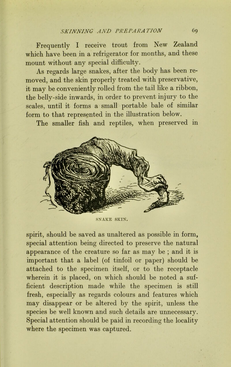 Frequently I receive trout from New Zealand which have been in a refrigerator for months, and these mount without any special difficulty. As regards large snakes, after the body has been re- moved, and the skin properly treated with preservative, it may be conveniently rolled from the tail like a ribbon, the belly-side inwards, in order to prevent injury to the scales, until it forms a small portable bale of similar form to that represented in the illustration below. The smaller fish and reptiles, when preserved in SNAKE SKIN. spirit, should be saved as unaltered as possible in form, special attention being directed to preserve the natural appearance of the creature so far as may be ; and it is important that a label (of tinfoil or paper) should be attached to the specimen itself, or to the receptacle wherein it is placed, on which should be noted a suf- ficient description made while the specimen is still fresh, especially as regards colours and features which may disappear or be altered by the spirit, unless the species be well known and such details are unnecessary. Special attention should be paid in recording the locality where the specimen was captured.