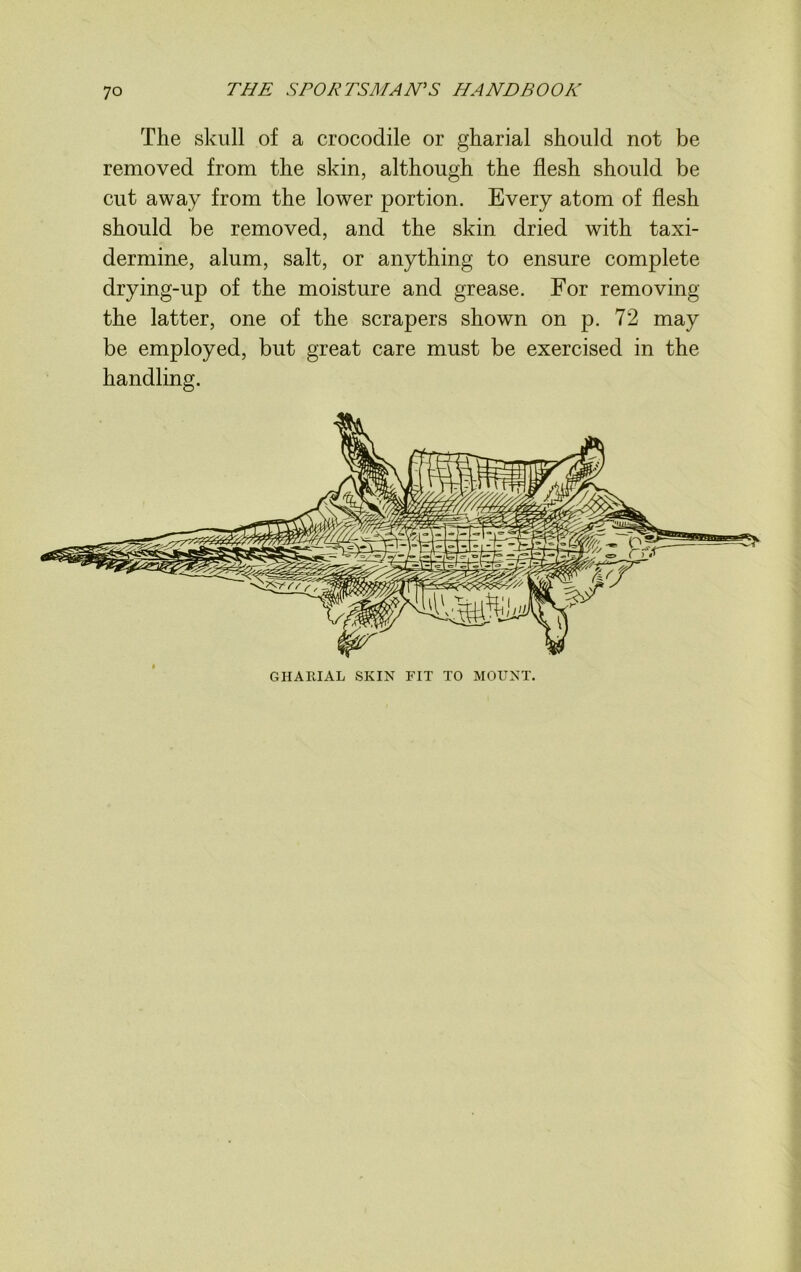 The skull of a crocodile or gharial should not be removed from the skin, although the flesh should be cut away from the lower portion. Every atom of flesh should be removed, and the skin dried with taxi- dermine, alum, salt, or anything to ensure complete drying-up of the moisture and grease. For removing the latter, one of the scrapers shown on p. 72 may be employed, but great care must be exercised in the handling. GHARIAL SKIN FIT TO MOUNT.