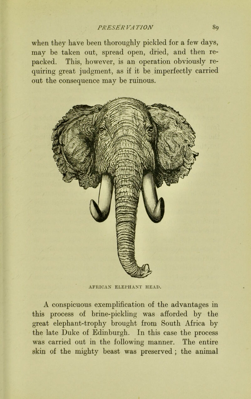 when they have been thoroughly pickled for a few days, may be taken out, spread open, dried, and then re- packed. This, however, is an operation obviously re- quiring great judgment, as if it be imperfectly carried out the consequence may be ruinous. AFRICAN ELEPHANT HEAD. A conspicuous exemplification of the advantages in this process of brine-pickling was afforded by the great elephant-trophy brought from South Africa by the late Duke of Edinburgh. In this case the process was carried out in the following manner. The entire skin of the mighty beast was preserved ; the animal