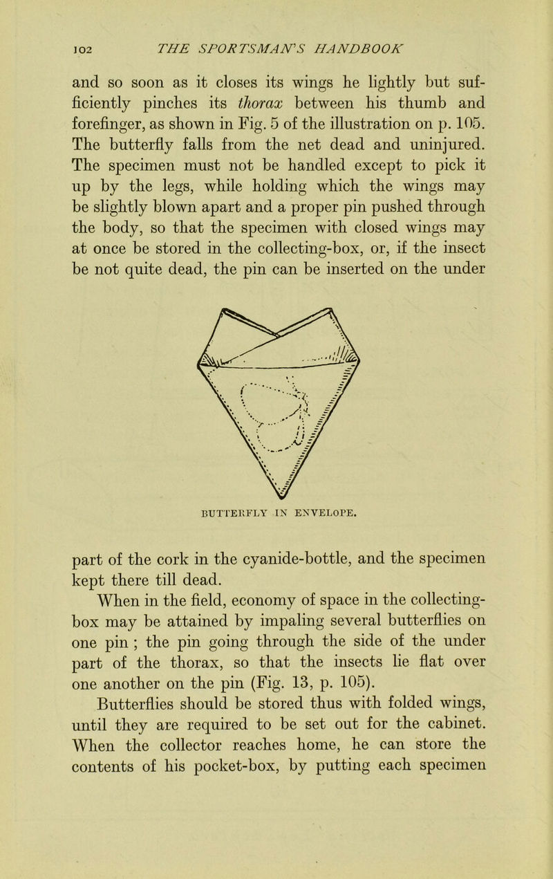 and so soon as it closes its wings he lightly but suf- ficiently pinches its thorax between his thumb and forefinger, as shown in Fig. 5 of the illustration on p. 105. The butterfly falls from the net dead and uninjured. The specimen must not be handled except to pick it up by the legs, while holding which the wings may be slightly blown apart and a proper pin pushed through the body, so that the specimen with closed wings may at once be stored in the collecting-box, or, if the insect be not quite dead, the pin can be inserted on the under BUTTERFLY IN ENVELOPE. part of the cork in the cyanide-bottle, and the specimen kept there till dead. When in the field, economy of space in the collecting- box may be attained by impaling several butterflies on one pin ; the pin going through the side of the under part of the thorax, so that the insects lie flat over one another on the pin (Fig. 13, p. 105). Butterflies should be stored thus with folded wings, until they are required to be set out for the cabinet. When the collector reaches home, he can store the contents of his pocket-box, by putting each specimen