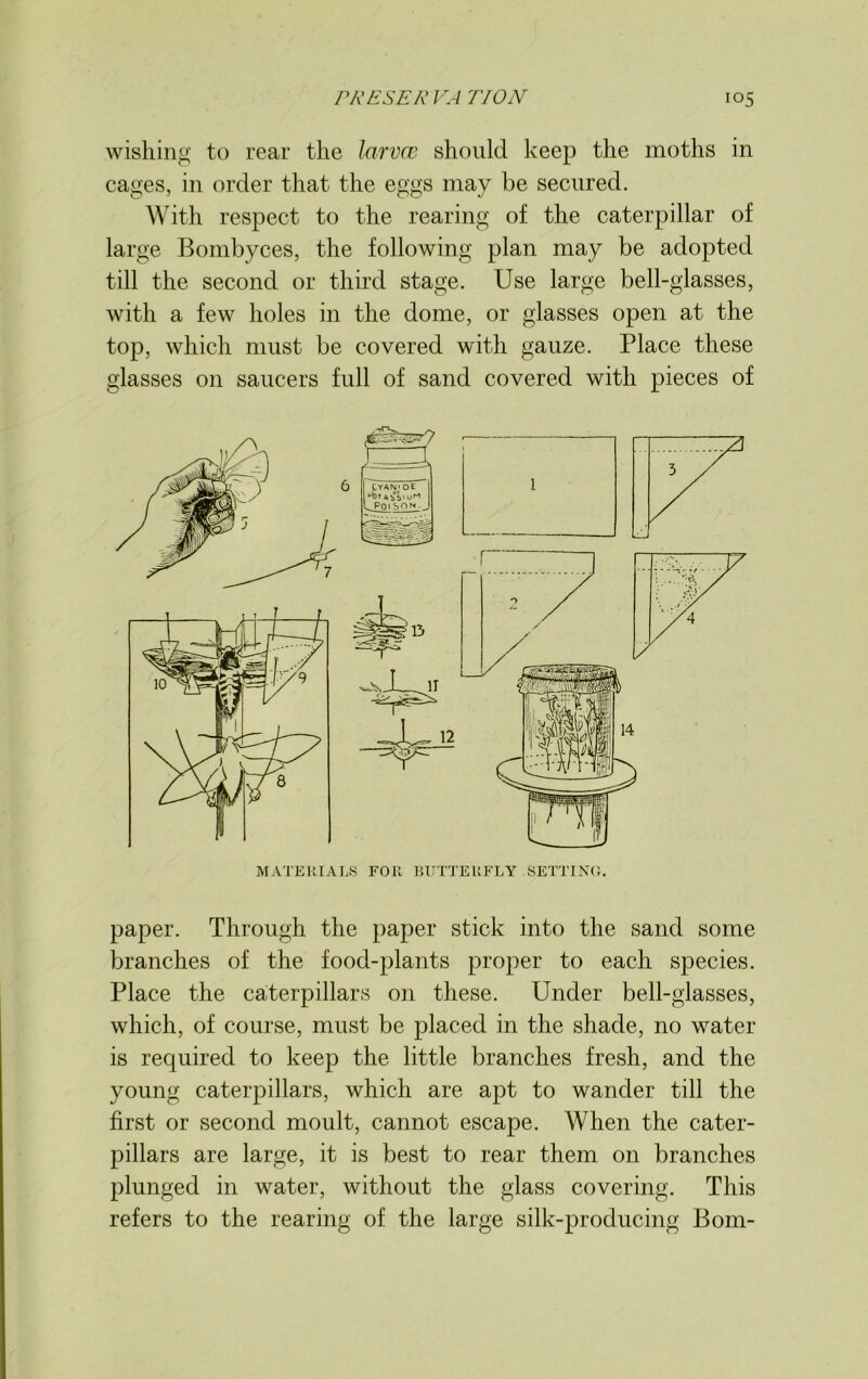 wishing to rear the larva should keep the moths in cages, in order that the eggs may be secured. With respect to the rearing of the caterpillar of large Bombyces, the following plan may be adopted till the second or third stage. Use large bell-glasses, with a few holes in the dome, or glasses open at the top, which must be covered with gauze. Place these glasses on saucers full of sand covered with pieces of MATERIALS FOR BUTTERFLY SETTING. paper. Through the paper stick into the sand some branches of the food-plants proper to each species. Place the caterpillars on these. Under bell-glasses, which, of course, must be placed in the shade, no water is required to keep the little branches fresh, and the young caterpillars, which are apt to wander till the first or second moult, cannot escape. When the cater- pillars are large, it is best to rear them on branches plunged in water, without the glass covering. This refers to the rearing of the large silk-producing Bom-