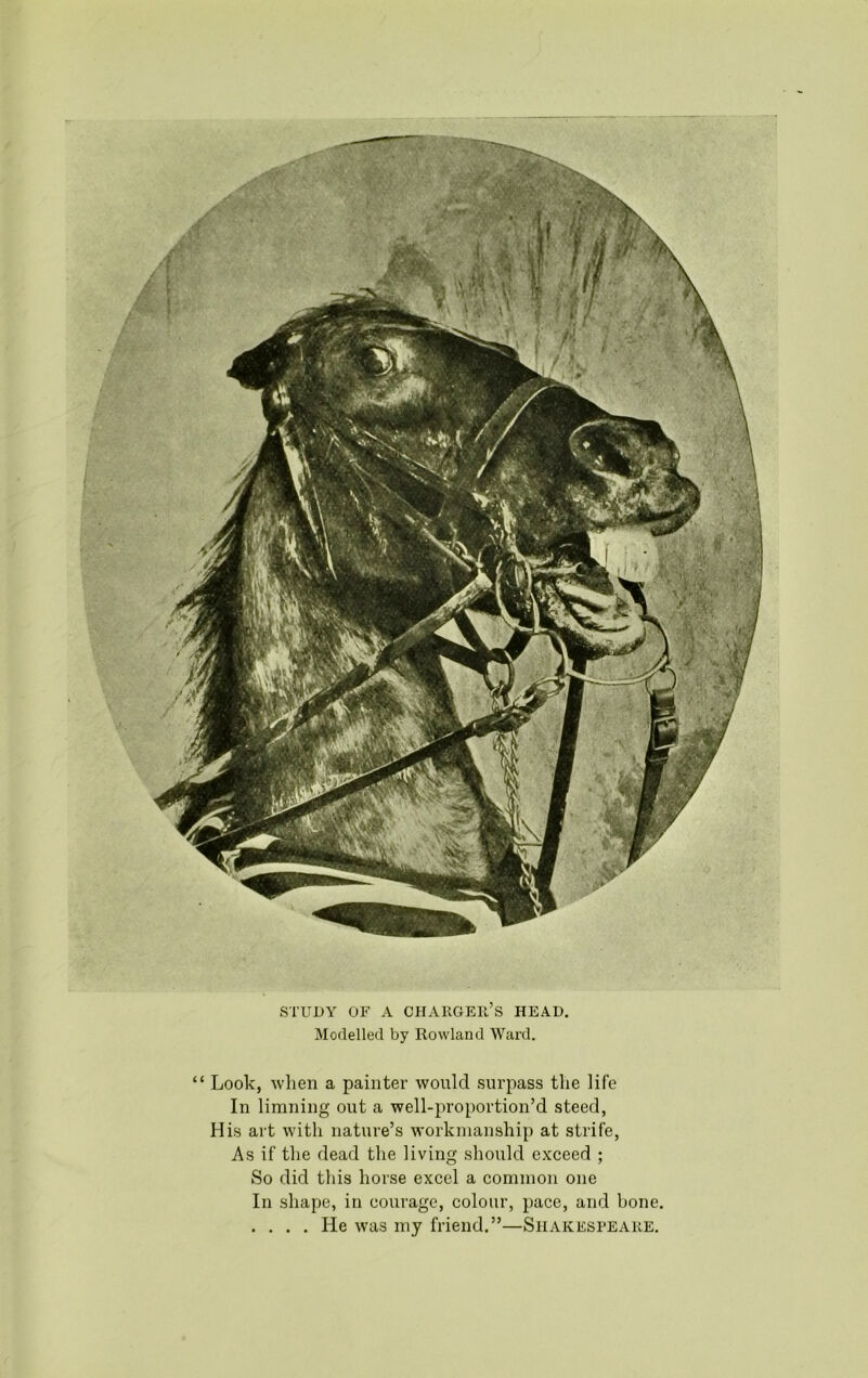 STUDY OF A CHARGER’S HEAD. Modelled by Rowland Ward. “ Look, when a painter would surpass the life In limning out a well-proportion’d steed, His art with nature’s workmanship at strife, As if the dead the living should exceed ; So did this horse excel a common one In shape, in courage, colour, pace, and bone. .... He was my friend.”—Shakespeare.