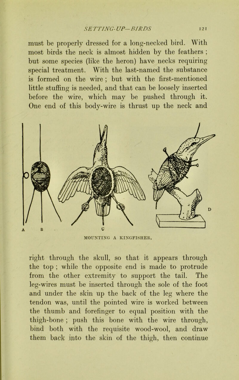 must be properly dressed for a long-necked bird. With most birds the neck is almost hidden by the feathers ; but some species (like the heron) have necks requiring special treatment. With the last-named the substance is formed on the wire ; but with the first-mentioned little stuffing is needed, and that can be loosely inserted before the wire, which may be pushed through it. One end of this body-wire is thrust up the neck and MOUNTING A KINGFISHER. right through the skull, so that it appears through the top ; while the opposite end is made to protrude from the other extremity to support the tail. The leg-wires must be inserted through the sole of the foot and under the skin up the back of the leg where the tendon was, until the pointed wire is worked between the thumb and forefinger to equal position with the thigh-bone ; push this bone with the wire through, bind both with the requisite wood-wool, and draw them back into the skin of the thigh, then continue