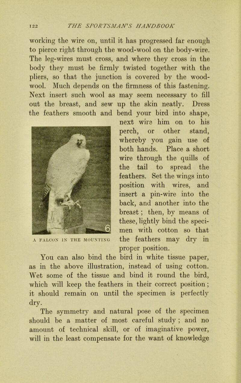 working the wire on, until it has progressed far enough to pierce right through the wood-wool on the body-wire. The leg-wires must cross, and where they cross in the body they must be firmly twisted together with the pliers, so that the junction is covered by the wood- wool. Much depends on the firmness of this fastening. Next insert such wool as may seem necessary to fill out the breast, and sew up the skin neatly. Dress the feathers smooth and bend your bird into shape, next wire him on to his perch, or other stand, whereby you gain use of both hands. Place a short wire through the quills of the tail to spread the feathers. Set the wings into position with wires, and insert a pin-wire into the back, and another into the breast; then, by means of these, lightly bind the speci- men with cotton so that the feathers may dry in proper position. You can also bind the bird in white tissue paper, as in the above illustration, instead of using cotton. Wet some of the tissue and bind it round the bird, which will keep the feathers in their correct position; it should remain on until the specimen is perfectly dry. The symmetry and natural pose of the specimen should be a matter of most careful study ; and no amount of technical skill, or of imaginative power, will in the least compensate for the want of knowledge A FALCON IN THE MOUNTING