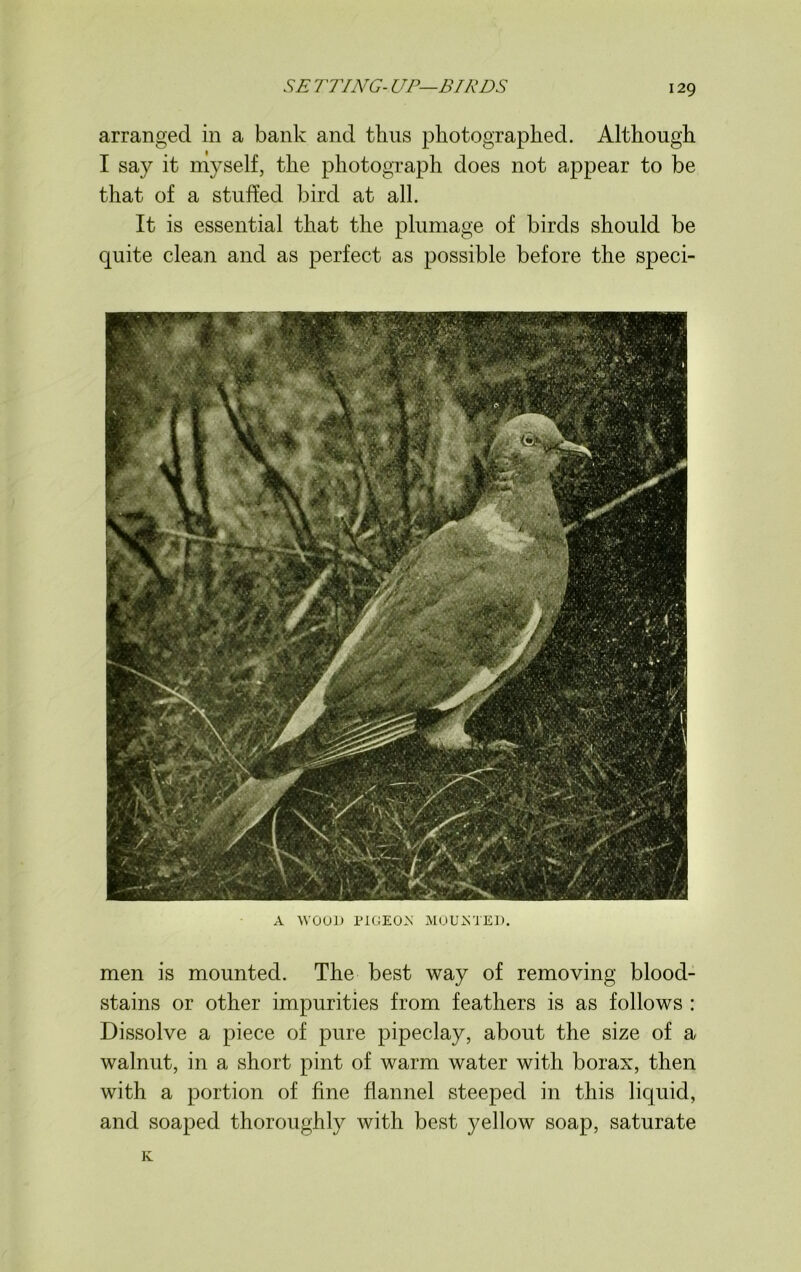 arranged in a bank and thus photographed. Although I say it myself, the photograph does not appear to be that of a stuffed bird at all. It is essential that the plumage of birds should be quite clean and as perfect as possible before the speci- A WOOL) PIGEOJN MOUNTED. men is mounted. The best way of removing blood- stains or other impurities from feathers is as follows : Dissolve a piece of pure pipeclay, about the size of a walnut, in a short pint of warm water with borax, then with a portion of fine flannel steeped in this liquid, and soaped thoroughly with best yellow soap, saturate