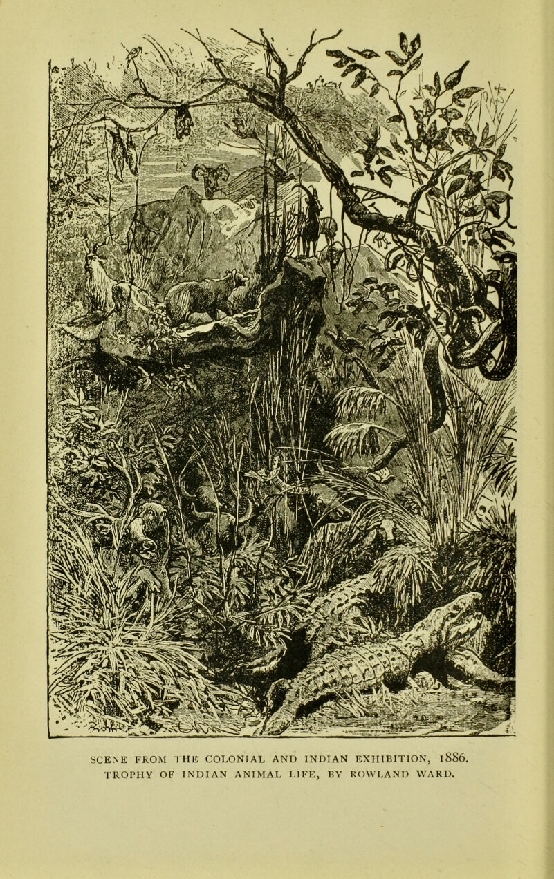 SCENE FROM THE COLONIAL AND INDIAN EXHIBITION, 18S6