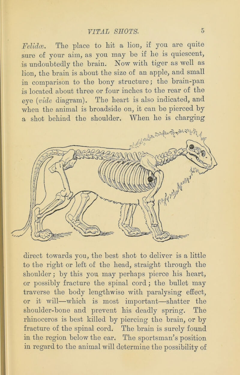 Felidce. Tlie place to hit a liouj if you are quite sure of your aim, as you may be if he is quiescent, is undoubtedly the brain. Now with tiger as well as lion, the brain is about the size of an apple, and small in comparison to the bony structure; the brain-pan is located about three or four inches to the rear of the eye {vide diagram). The heart is also indicated, and when the animal is broadside on, it can be pierced by a shot behiud the shoulder. When he is charging direct towards you, the best shot to deliver is a little to the right or left of the head, straight through the shoulder; by this you may perhaps pierce his heart, or possibly fracture the spinal cord; the bullet may traverse the body lengthwise with paralysing effect, or it will—which is most important—shatter the shoulder-bone and prevent his deadly spring. The rhinoceros is best killed by piercing the brain, or by fracture of the spinal cord. The brain is surely found in the region below the ear. The sportsmaiTs position in regard to the animal will determine the possibility of