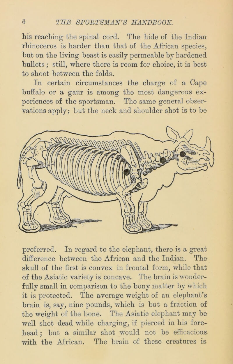 Ills reacliing tlie spinal cord. The hide of the Indian rhinoceros is harder than that of the African species, but on. the living beast is easily permeable by hardened bullets; still, where there is room for choice, it is best to shoot between the folds. In certain circumstances the charge of a Cape buffalo or a gaur is among the most dangerous ex- periences of the sportsman. The same general obser- vations apply; but the neck and shoulder shot is to be preferred. In regard to the elephant, there is a great difference between the African and the Indian. The skull of the first is convex in frontal form, while that of the Asiatic variety is concave. The brain is wonder- fully small in comparison to the bony matter by which it is j)i’otected. The average weight of an elephanCs brain is, say, nine pounds, which is but a fraction of the weight of the bone. The Asiatic elephant may be well shot dead while charging, if pierced in his fore- head ; but a similar shot would not be efficacious with the African. The brain of these creatures is