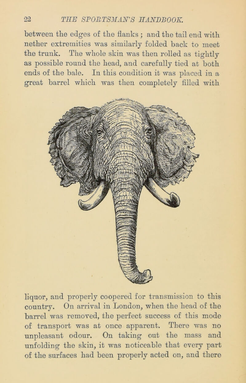 between the edges of the flanks ; and the tail end with nether extremities was similarly folded back to meet the trank. The whole skin was then rolled as tightly as possible round the head, and carefully tied at both ends of the bale. In this condition it was placed in a great barrel which was then completely filled with liquor, and properly coo^Dered for transmission to this country. On arrival in London, when the head of the barrel was removed, the perfect success of this mode of transport was at once apparent. There was no unpleasant odour. On taking out the mass and unfolding the skin, it was noticeable that every part of the surfaces had been properly acted on, and there