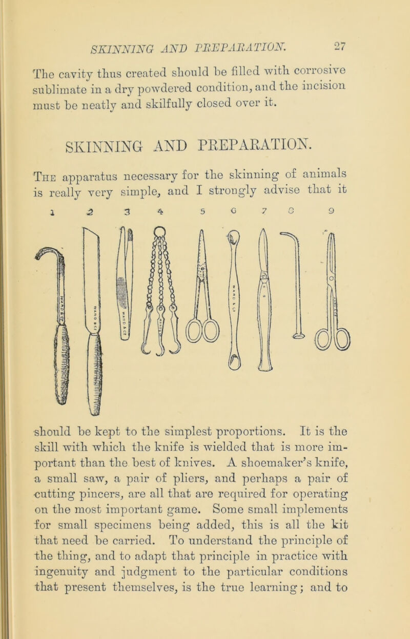 The cavity thus created should he filled with corrosive sublimate in a dry powdered condition, and the incision must be neatly and skilfully closed over it. SKINNING AND PEEPARATION. The apparatus necessary for the skinning' of animals is really very simple, and I strongly advise that it should be kept to the simplest proportions. It is the skill with which the knife is wielded that is more im- portant than the best of knives. A shoemaker’s knife, a small saw, a pair of pliers, and perhaps a pair of •cutting pincers, are all that are required for operating on the most important game. Some small implements for small specimens being added, this is all the kit that need be carried. To understand the principle of the thing, and to adapt that principle in practice with ingenuity and judgment to the particular conditions that present themselves, is the true learning; and to