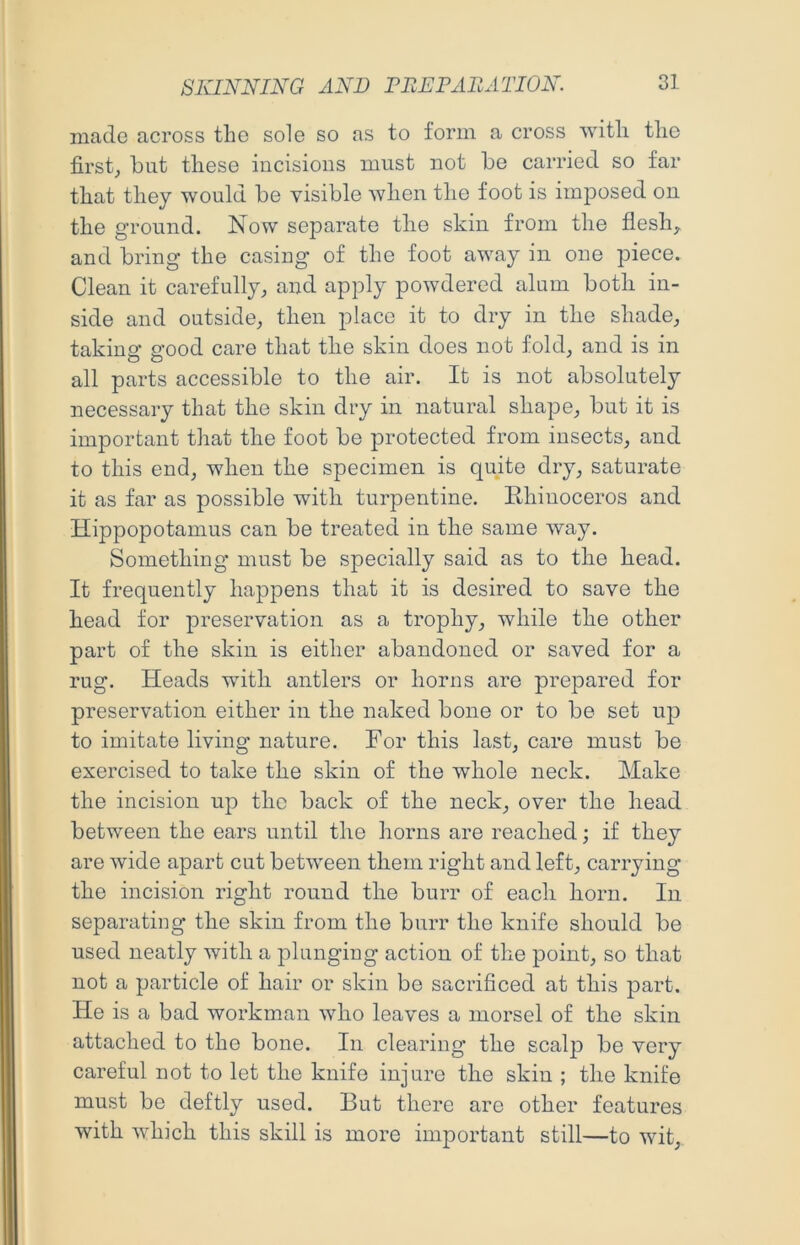 made across tlio sole so as to form a cross with the first, hut these incisions must not he carried so far that they would he visible when the foot is imposed on the ground. Now separate the skin from the flesh, and bring the casing of the foot away in one piece. Clean it carefully, and apply po’wdered alum both in- side and outside, then place it to dry in the shade, taking good care that the skin does not fold, and is in all parts accessible to the air. It is not absolutely necessary that the skin dry in natural shape, but it is important that the foot be protected from insects, and to this end, when the specimen is quite dry, saturate it as far as possible with turpentine. Rhinoceros and Hippopotamus can be treated in the same way. Something must be specially said as to the head. It frequently happens that it is desired to save the head for preservation as a trophy, while the other part of the skin is either abandoned or saved for a rug. Heads with antlers or horns are prepared for preservation either in the naked bone or to be set up to imitate living nature. For this last, care must be exercised to take the skin of the whole neck. Make the incision up the back of the neck, over the head between the ears until the horns are reached; if they are wide apart cut between them right and left, carrying the incision right round the burr of each horn. In separating the skin from the burr the knife should be used neatly with a plunging action of the point, so that not a particle of hair or skin be sacrificed at this part. He is a bad workman who leaves a morsel of the skin attached to the bone. In clearing the scalp be very careful not to let the knife injure the skin ; the knife must be deftly used. But there are other features with which this skill is more important still—to wit.