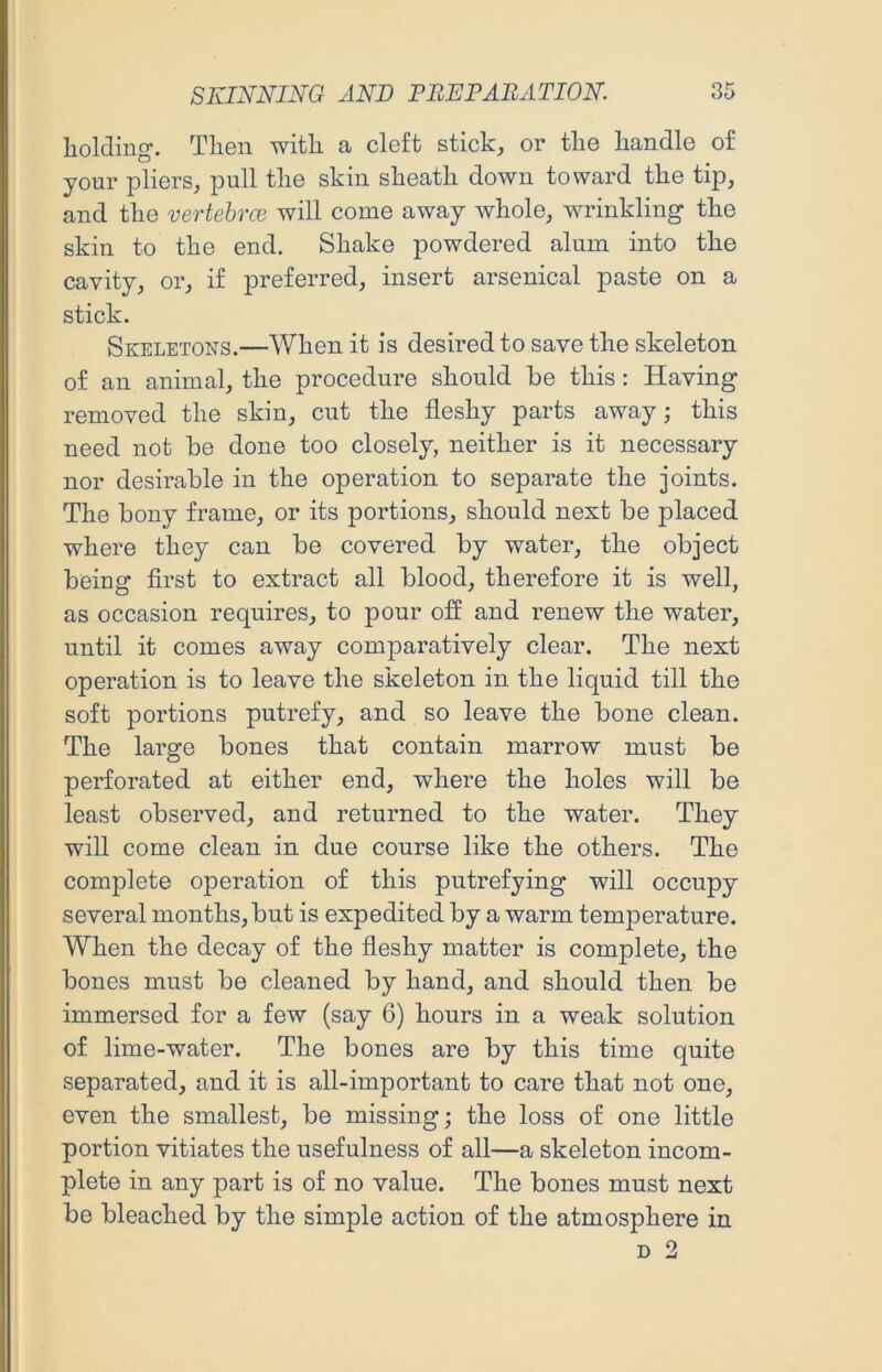 holding. Then with a cleft stick, or the handle of your pliers, pull the skin sheath down toward the tip, and the vertehvce will come away whole, wrinkling the skin to the end. Shake powdered alum into the cavity, or, if preferred, insert arsenical paste on a stick. Skeletons.—When it is desired to save the skeleton of an animal, the procedure should be this: Having removed the skin, cut the fleshy parts away; this need not be done too closely, neither is it necessary nor desirable in the operation to separate the joints. The bony frame, or its portions, should next be placed where they can be covered by water, the object being first to extract all blood, therefore it is well, as occasion requires, to pour off and renew the water, until it comes away comparatively clear. The next operation is to leave the skeleton in the liquid till the soft portions putrefy, and so leave the bone clean. The large bones that contain marrow must be perforated at either end, where the holes will be least observed, and returned to the water. They will come clean in due course like the others. The complete operation of this putrefying will occupy several months, but is expedited by a warm temperature. When the decay of the fleshy matter is complete, the bones must be cleaned by hand, and should then be immersed for a few (say 6) hours in a weak solution of lime-water. The bones are by this time quite separated, and it is all-important to care that not one, even the smallest, be missing; the loss of one little portion vitiates the usefulness of all—a skeleton incom- plete in any part is of no value. The bones must next be bleached by the simple action of the atmosphere in